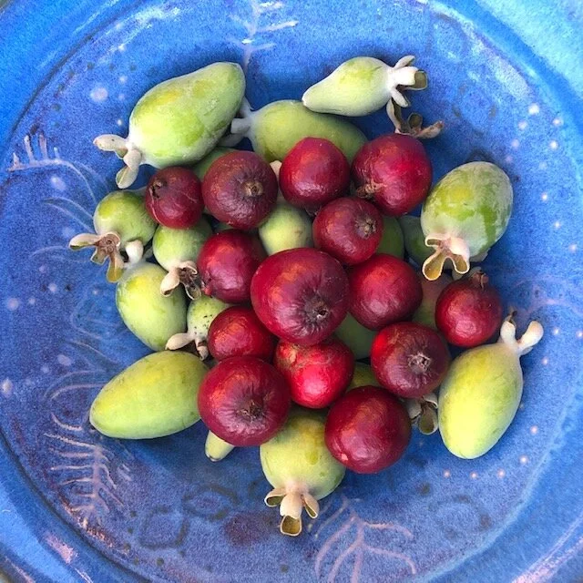 11.24.20 The Longevity of Guavas