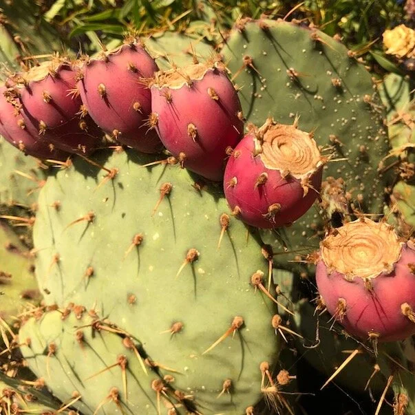 pricklypear1_arugulaforest_christinefoerster.jpg