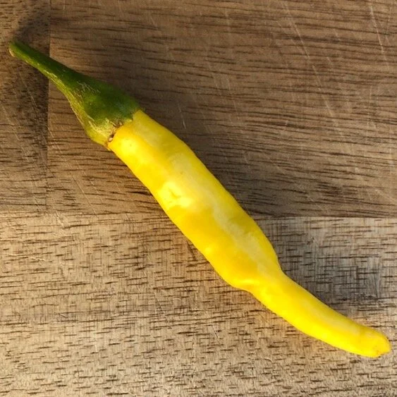 yellowcayennepepper2_arugulaforest_christinefoerster.jpg