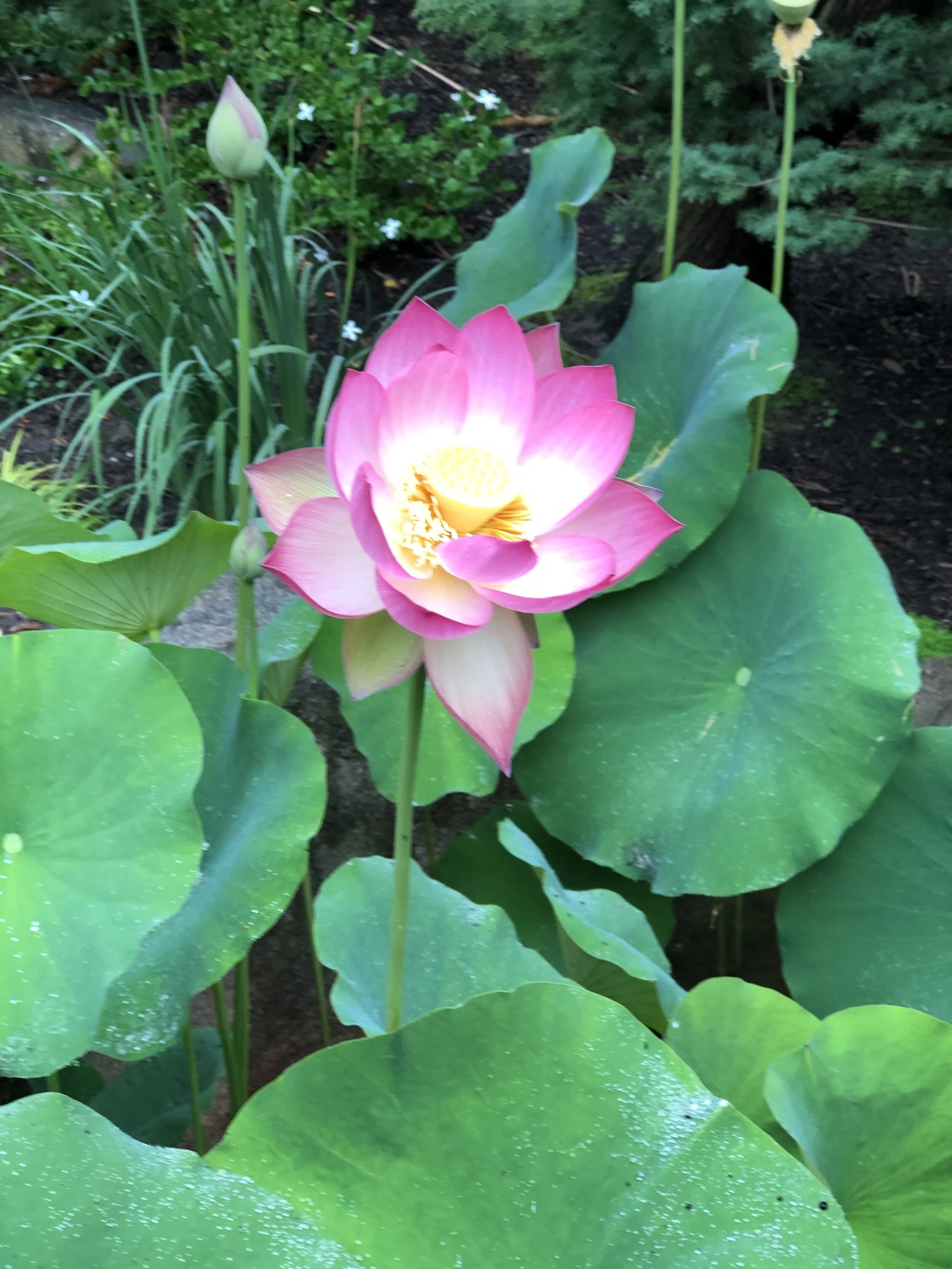 Lotus Blossom-IMG_4328.jpg