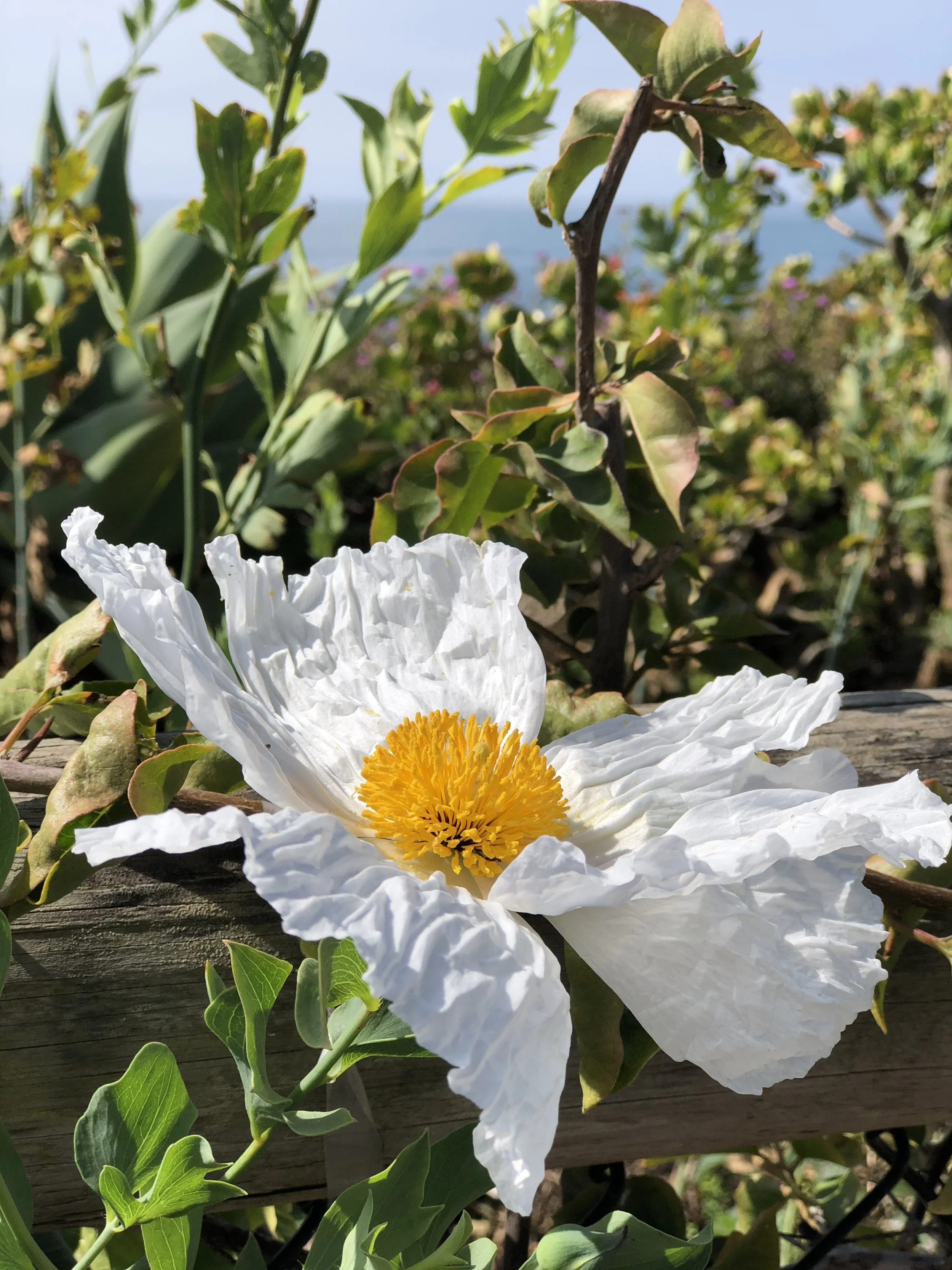 Matilija Poppy .jpg