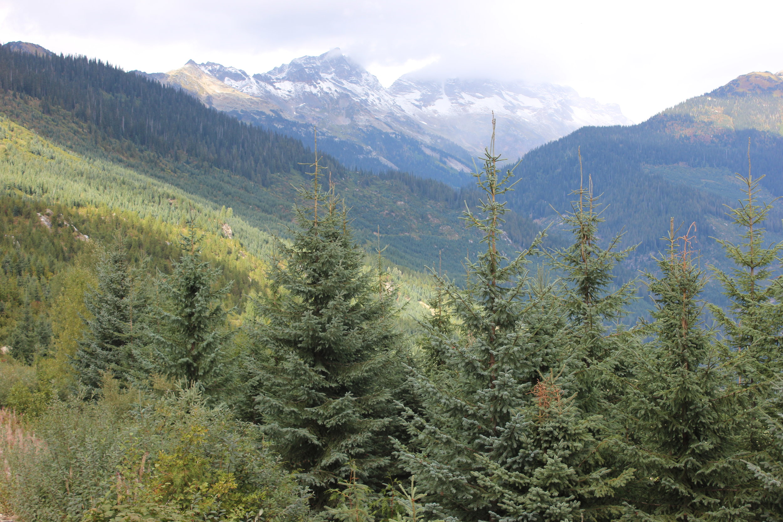 Woodlands — Gilbert Smith Forest Products Ltd.