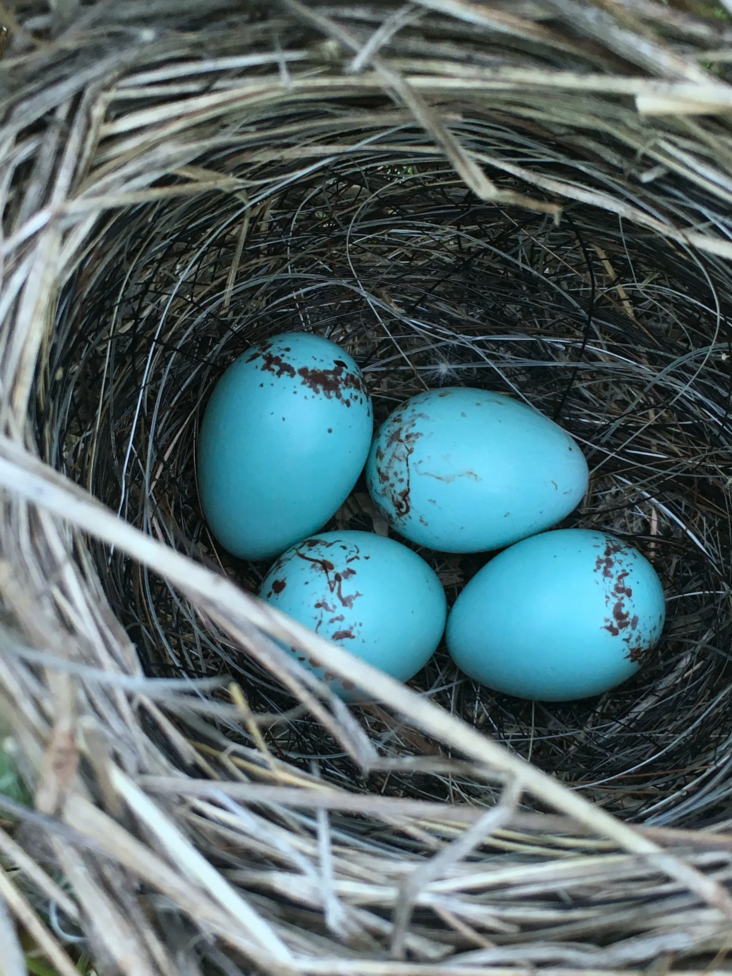 Early KiwiSaver Withdrawal