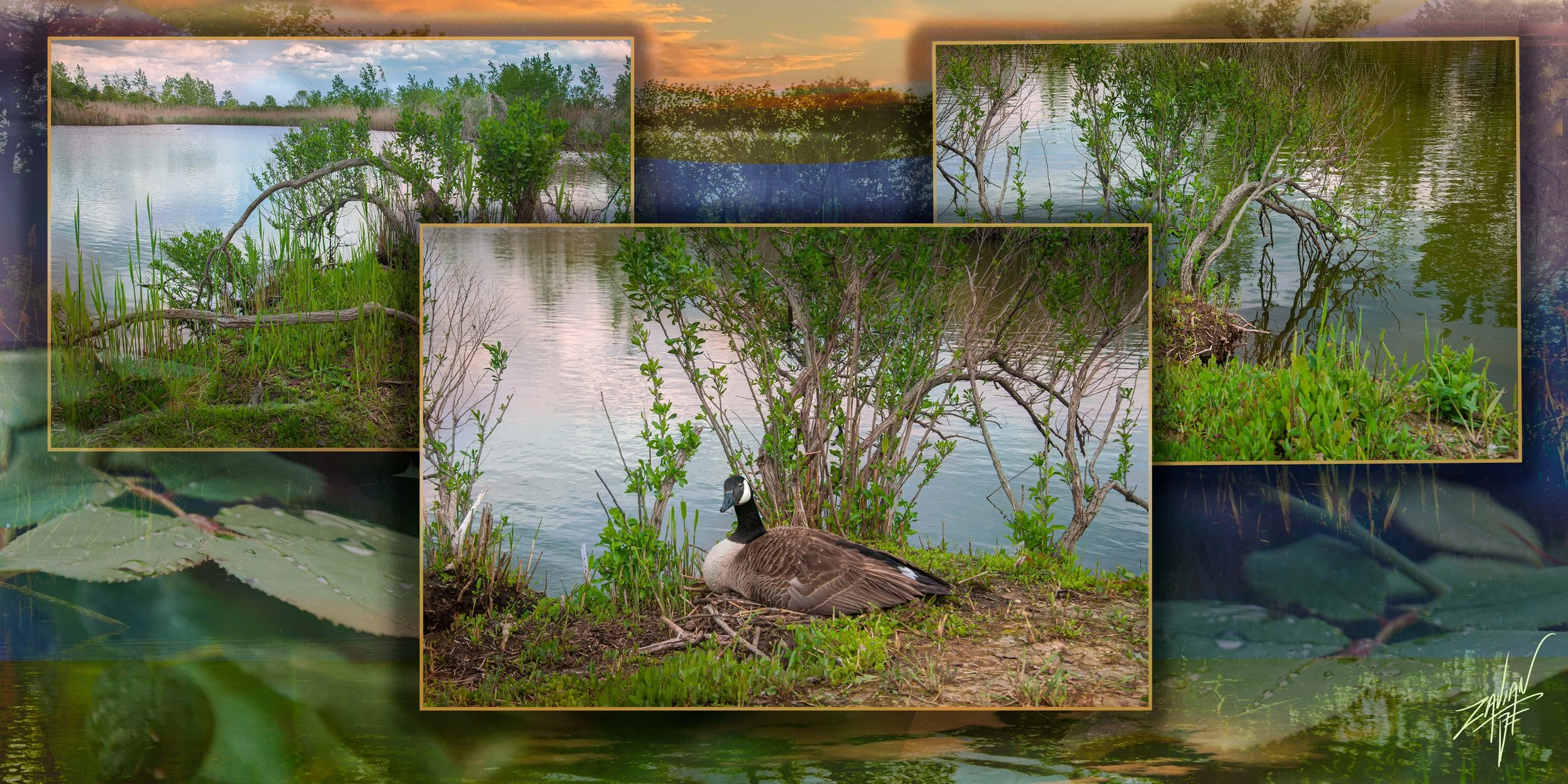 Nesting Goose Triptych