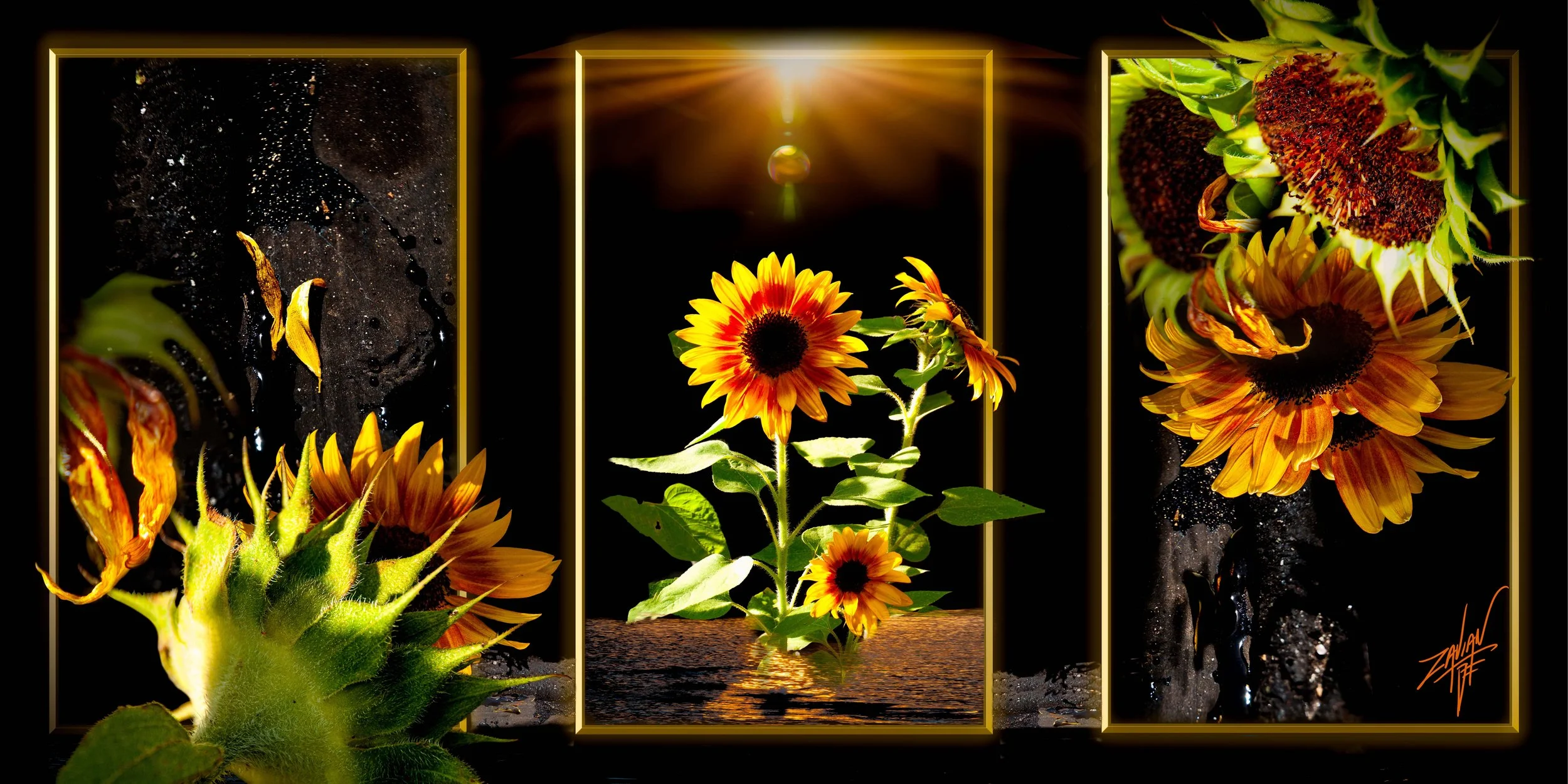 Sunflower Triptych