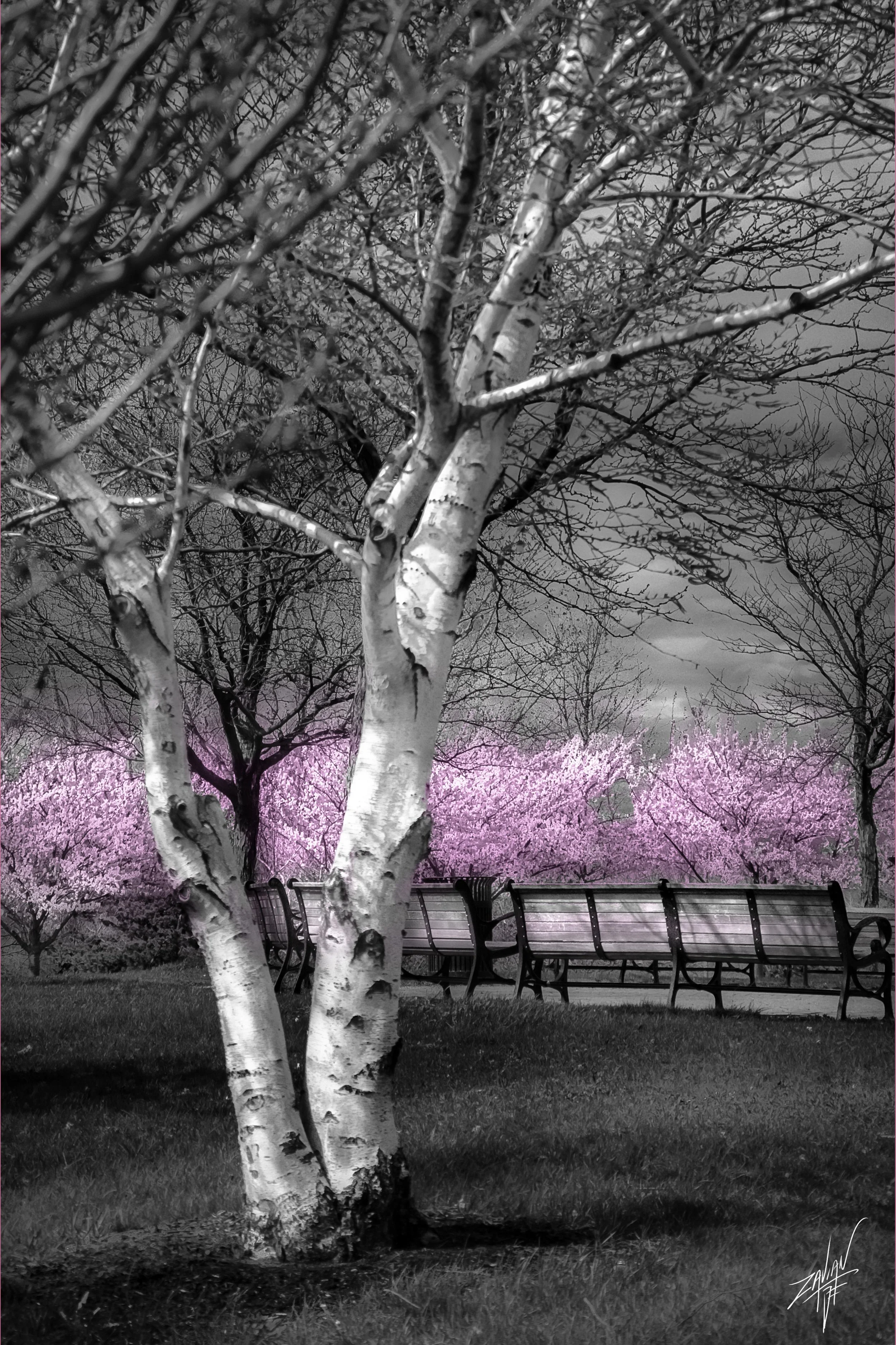 Liberty State Park "Season of Spring" #15