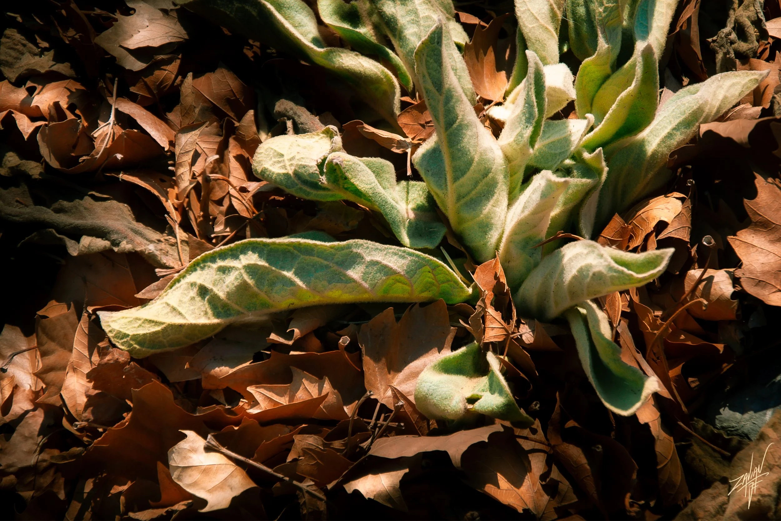 Liberty State Park "Season of Fall" Lambs Ear