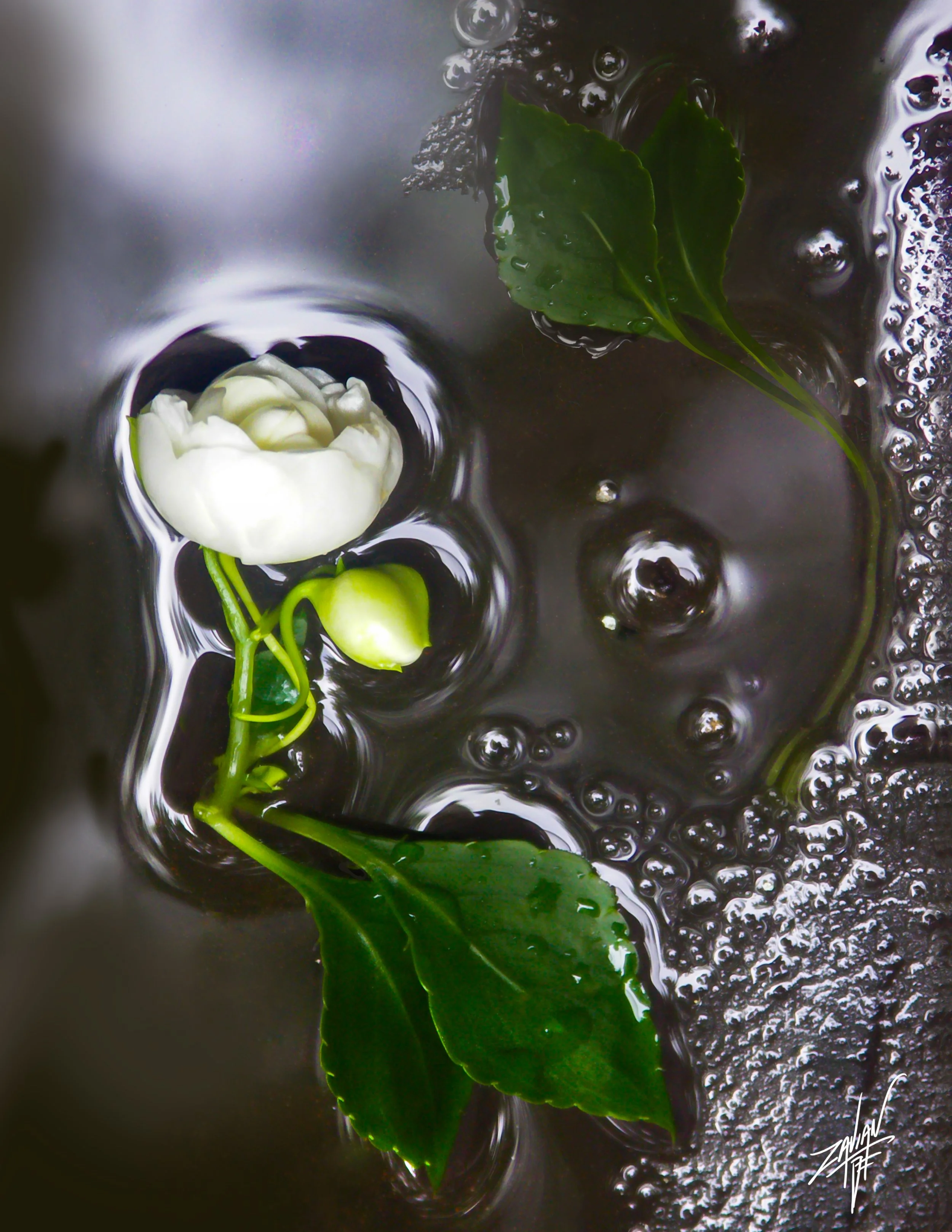 Celestial Botanicals Caress