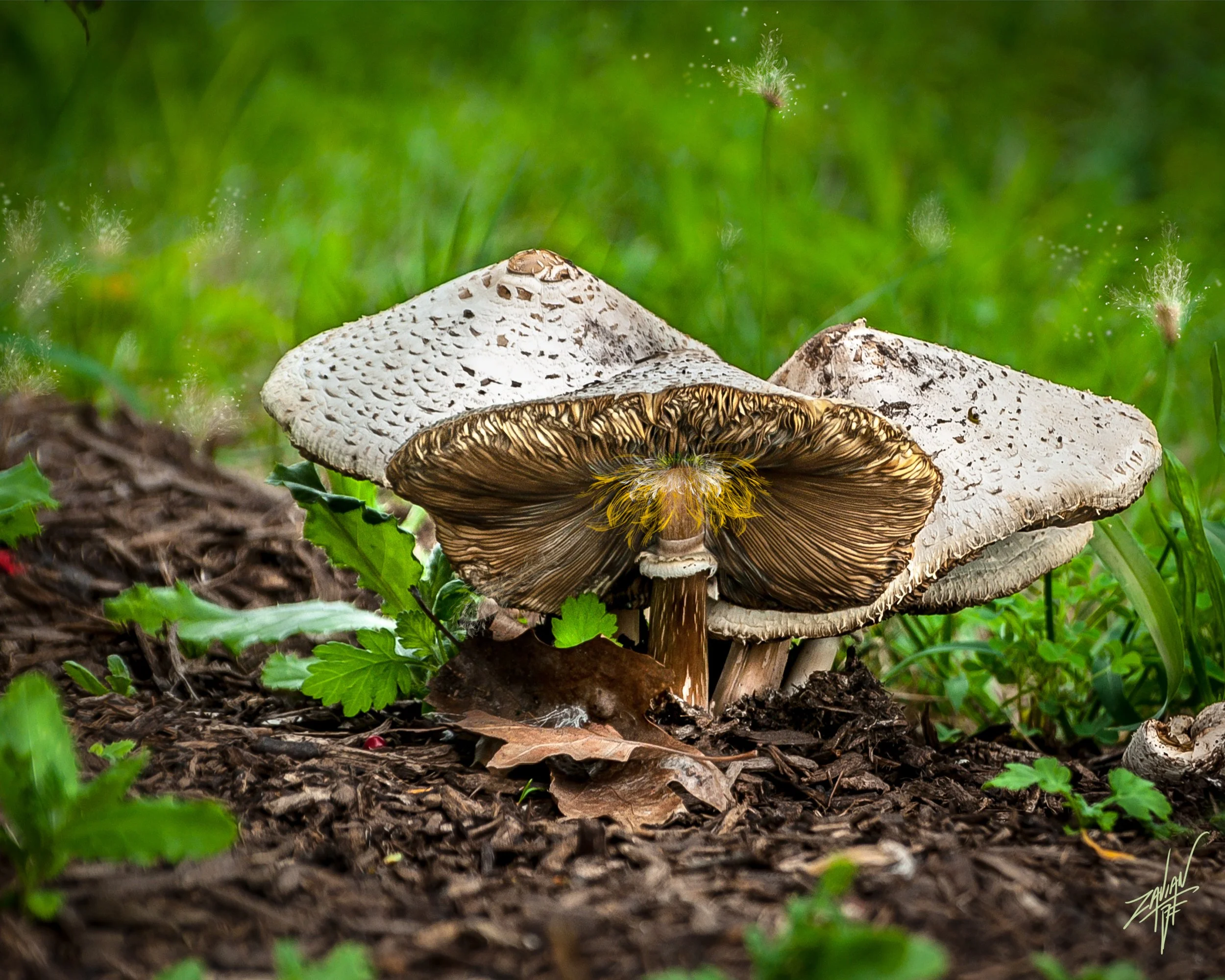 Celestial Botanicals #27