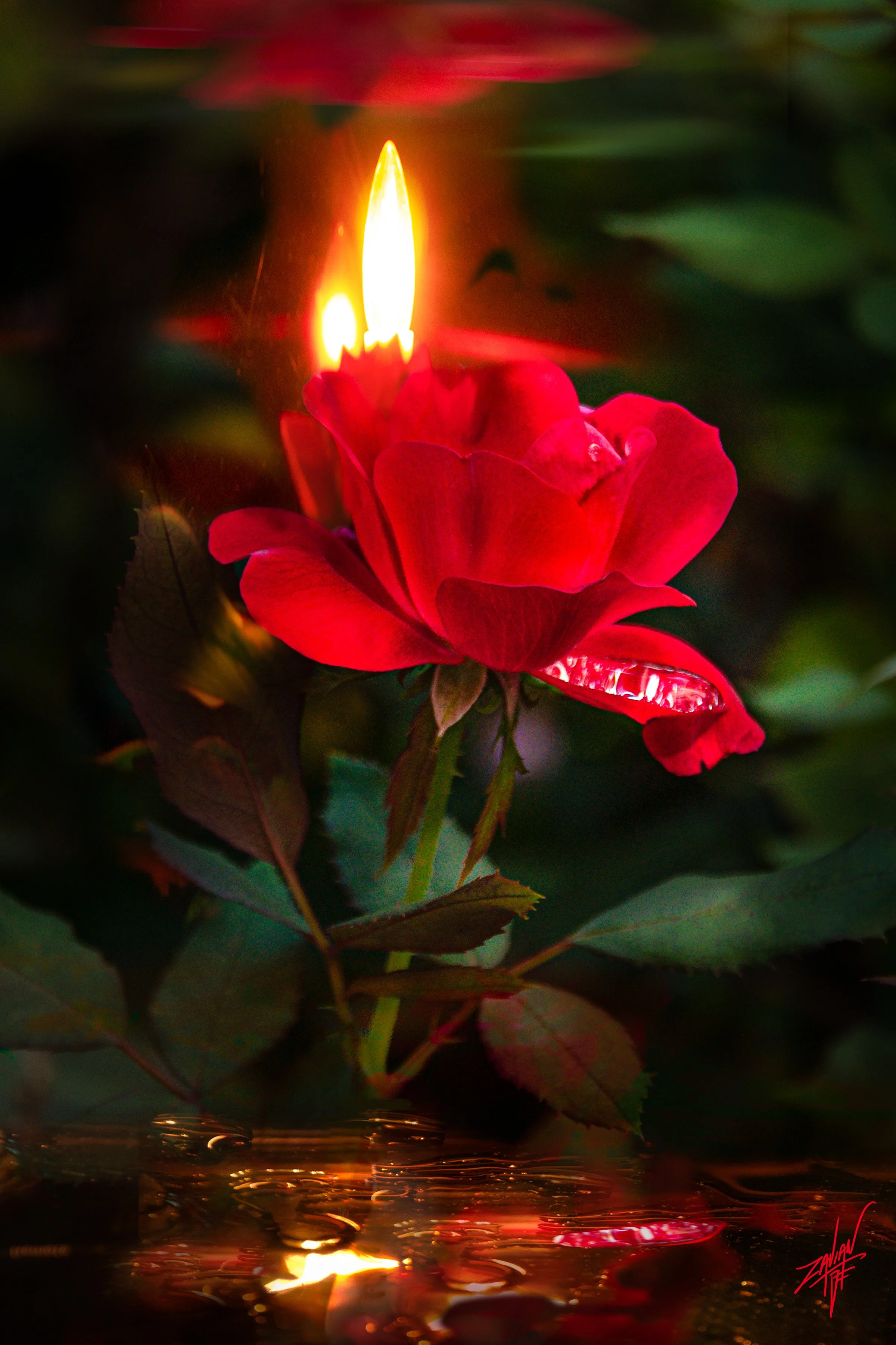 Celestial Botanicals Fire Rose