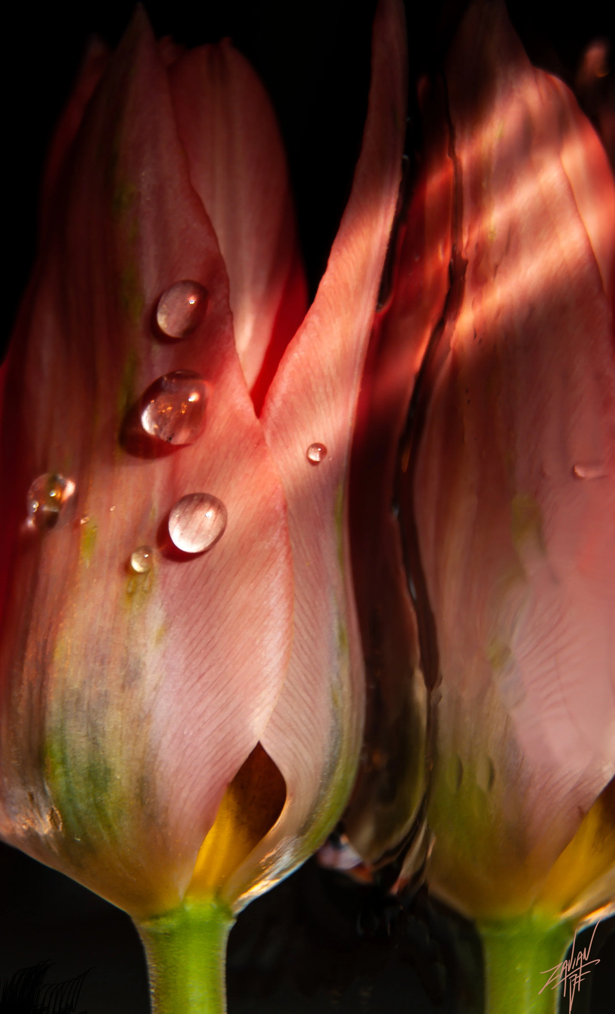 Celestial Botanicals Touched by Light