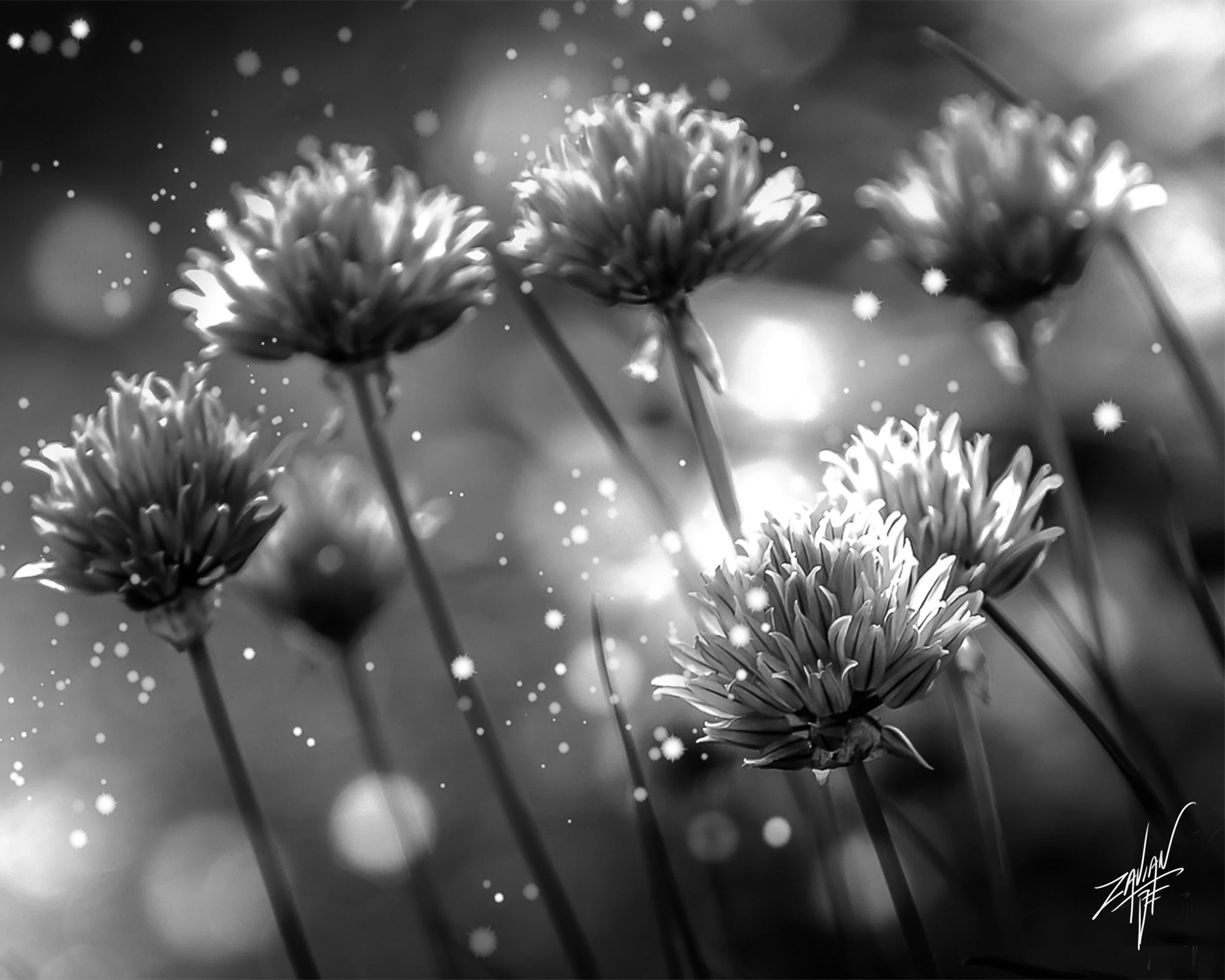 Celestial Botanicals Asters