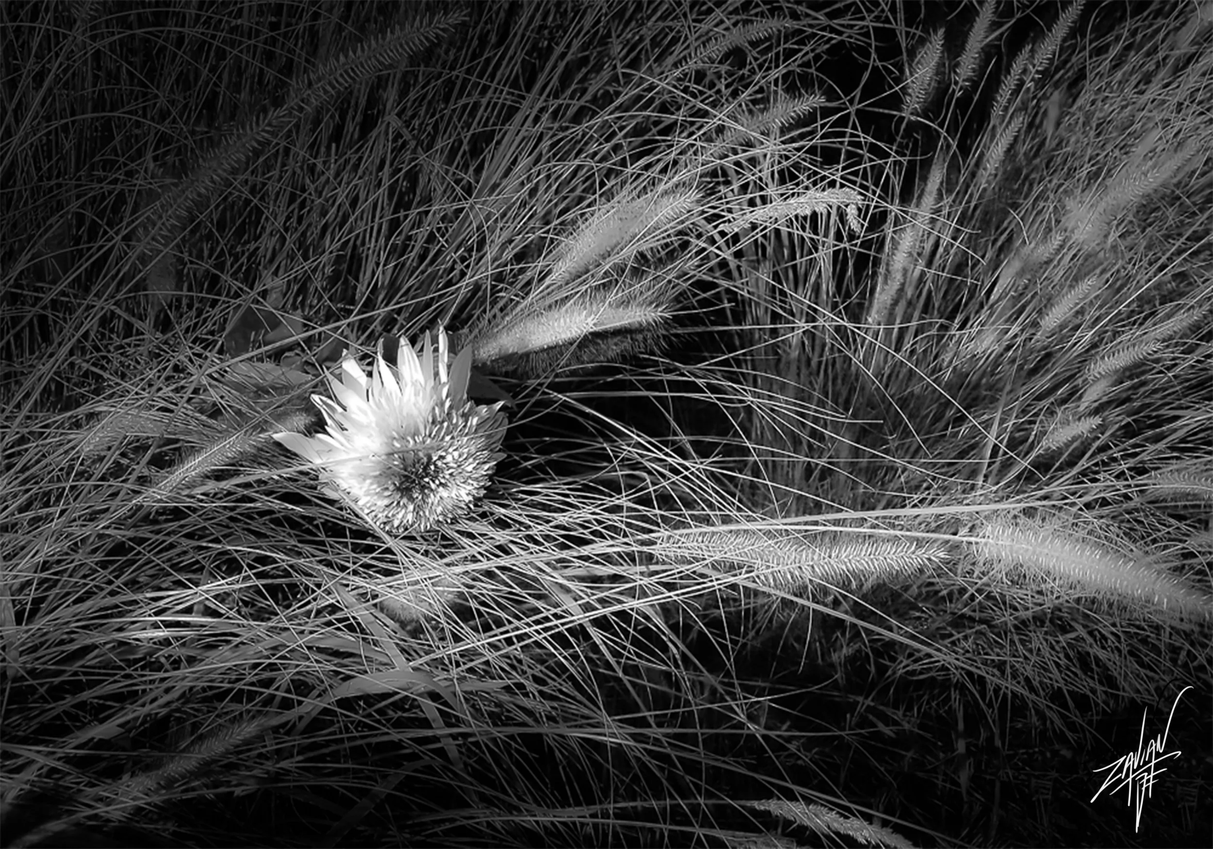Celestial Botanicals #24