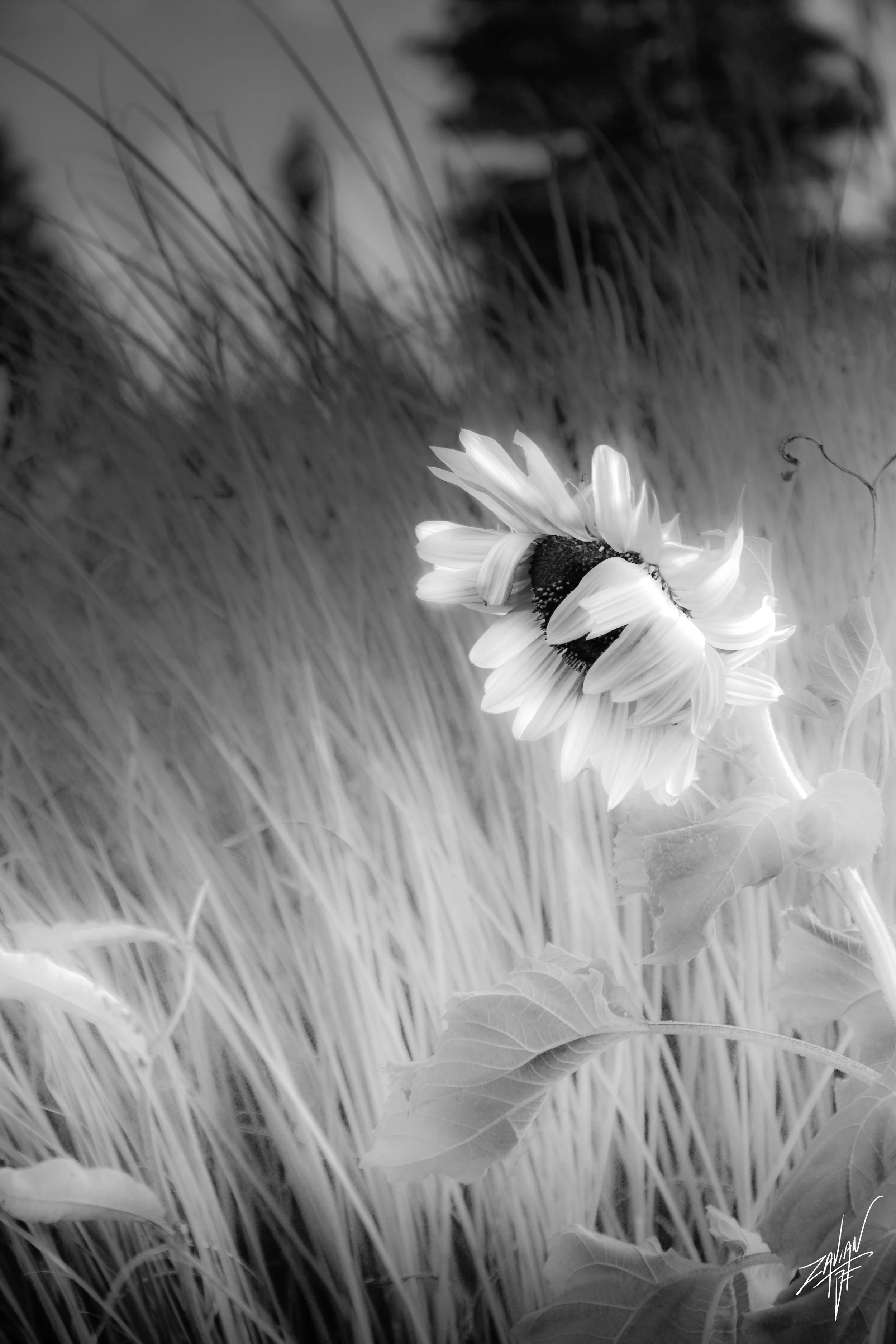 Celestial Botanicals Sunflower