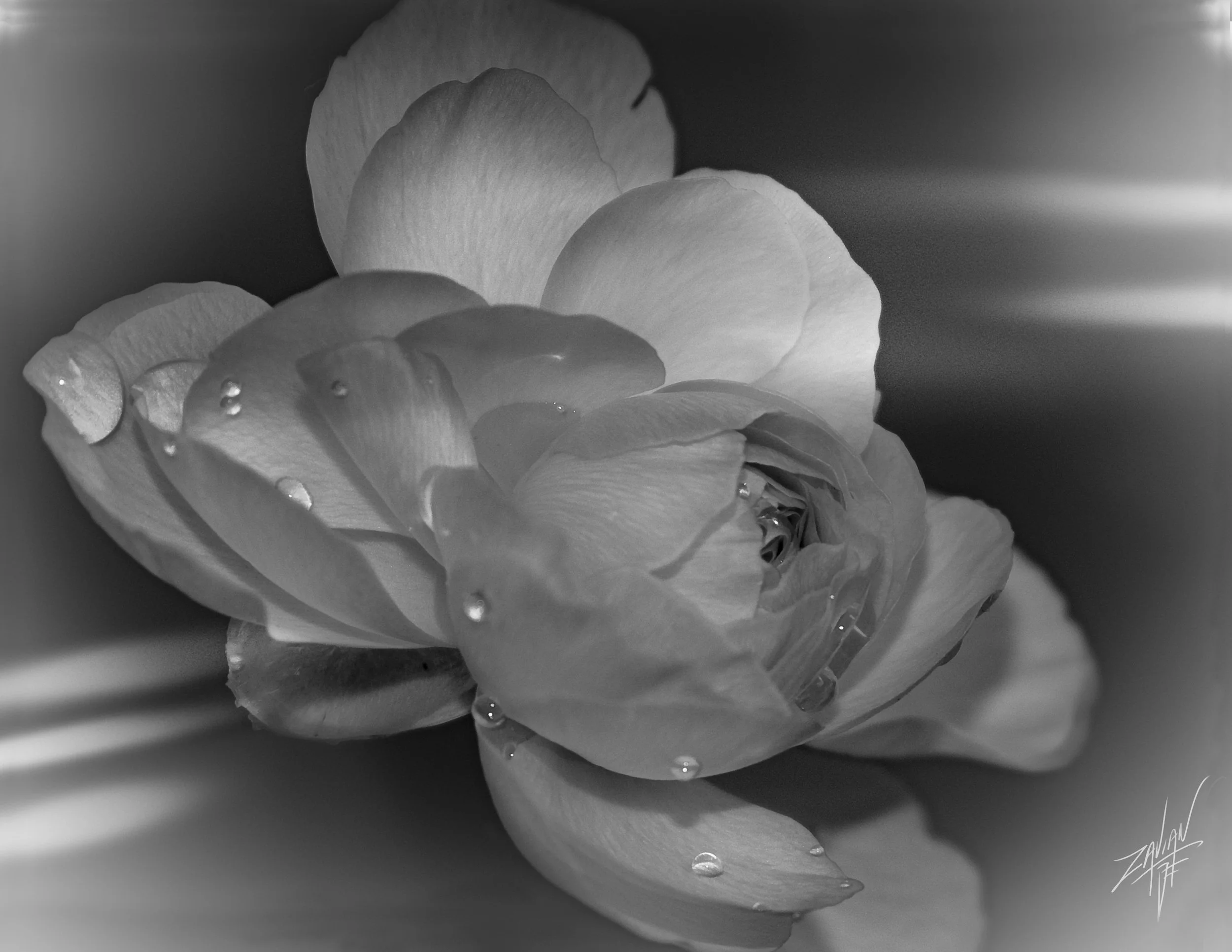 Celestial Botanicals #26