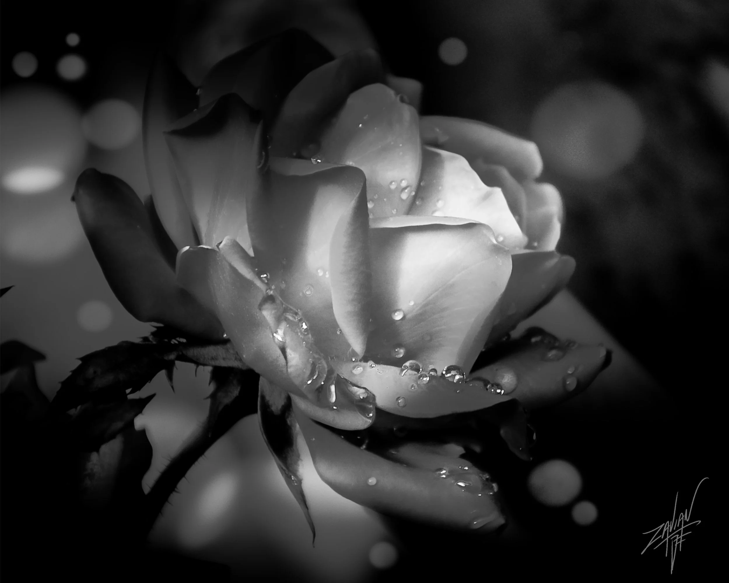 Celestial Botanical Rose Noir