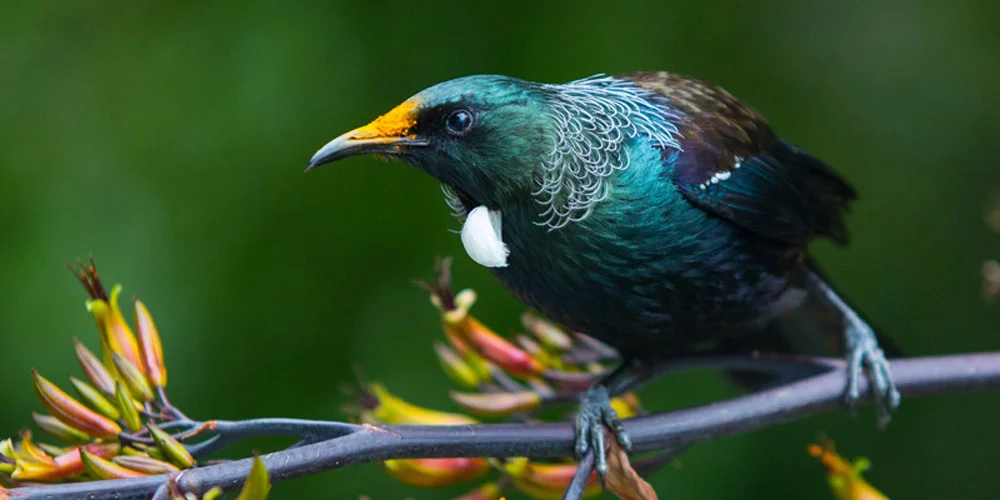 Tui-Chris-Helliwell.jpg