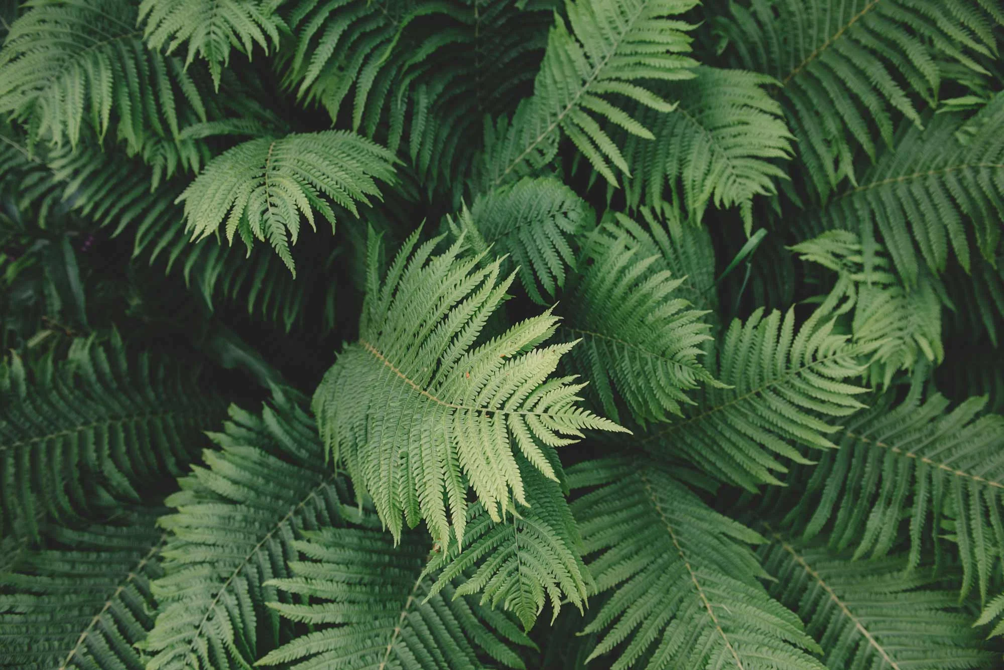 Nature-Header.jpg