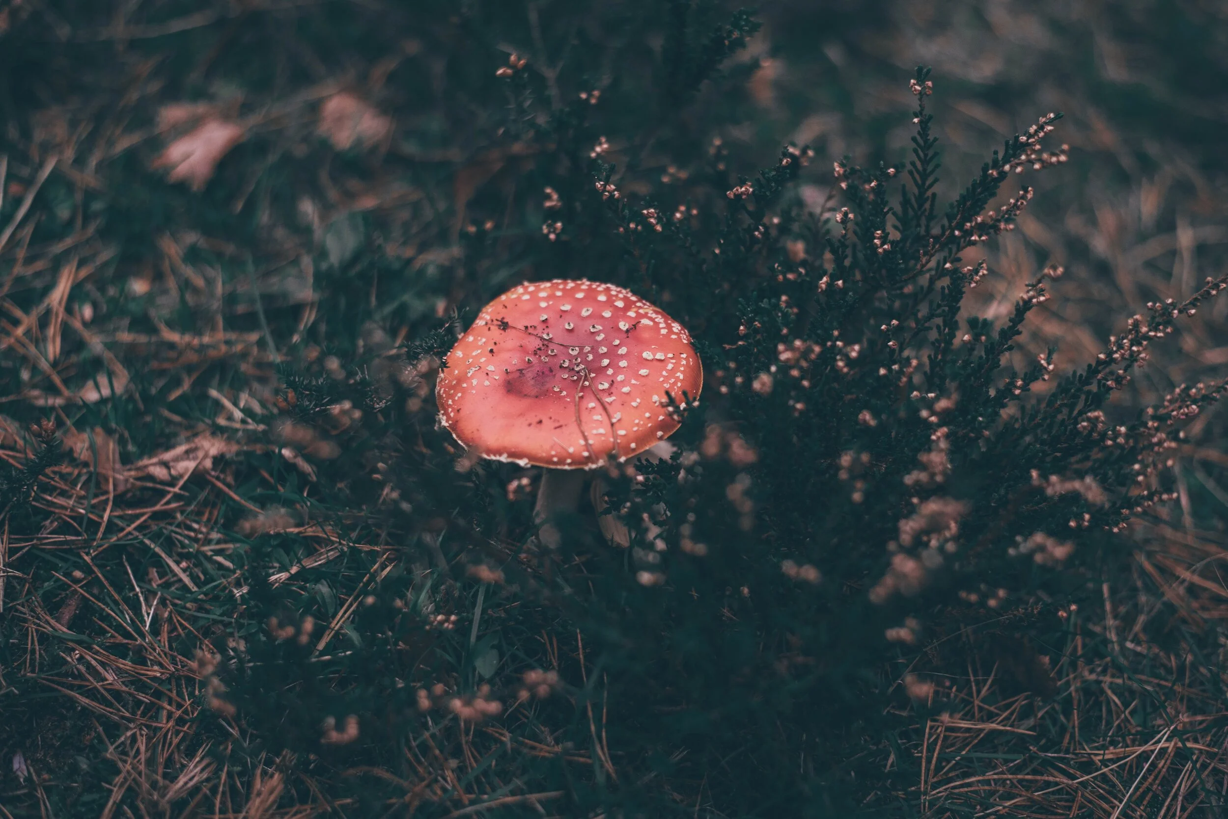 marcus-cramer-415737-unsplash.jpg