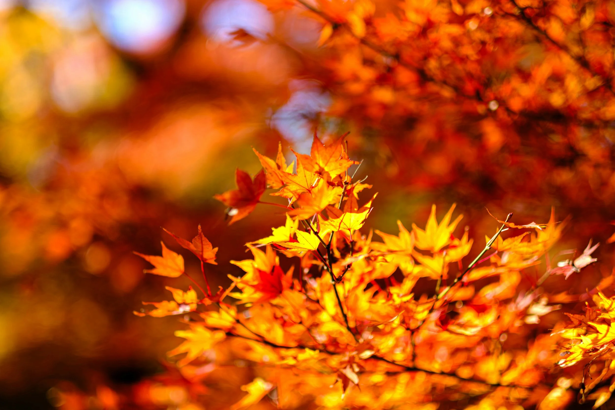 Delaware, MD: Fall Hike