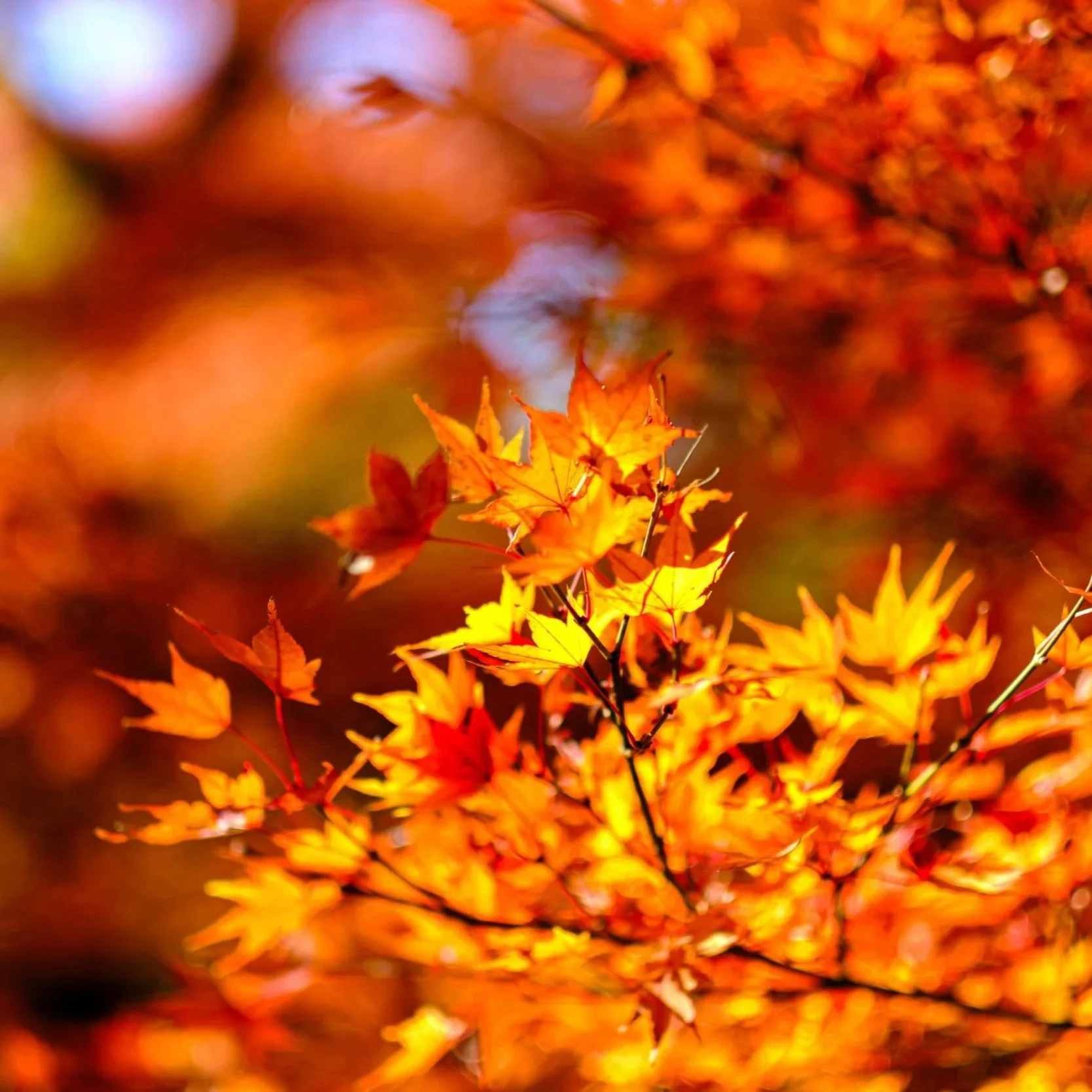 Gratitude Gathering