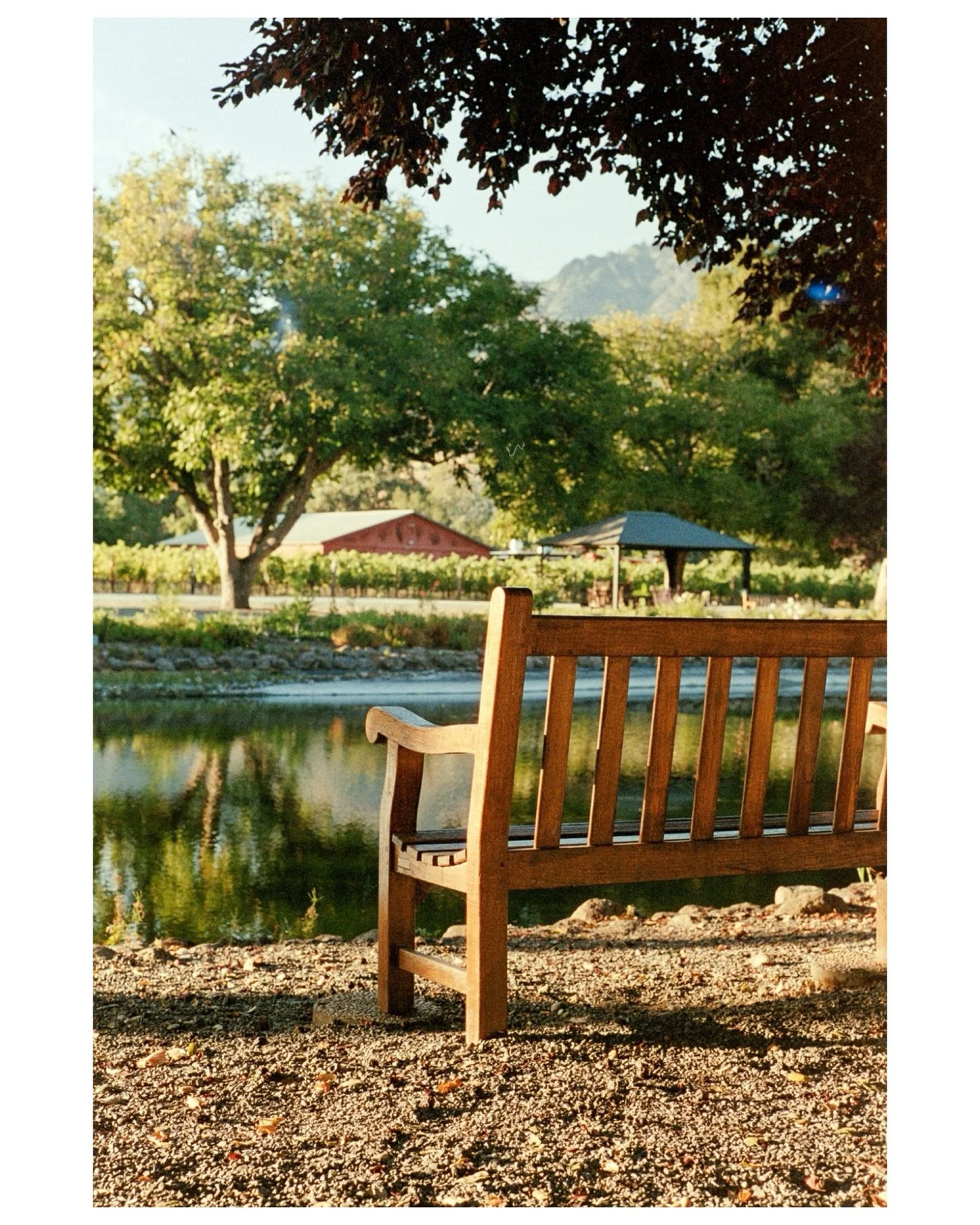 Might just sit here and read a while
π·: Leica M3
ποΈ: Kodak Portra 800
π§ͺ: @mirasfilmlab
#filmphotography #shotonfilm #35mmfilm #sonomacounty #sonoma #analogphotography #leicam3