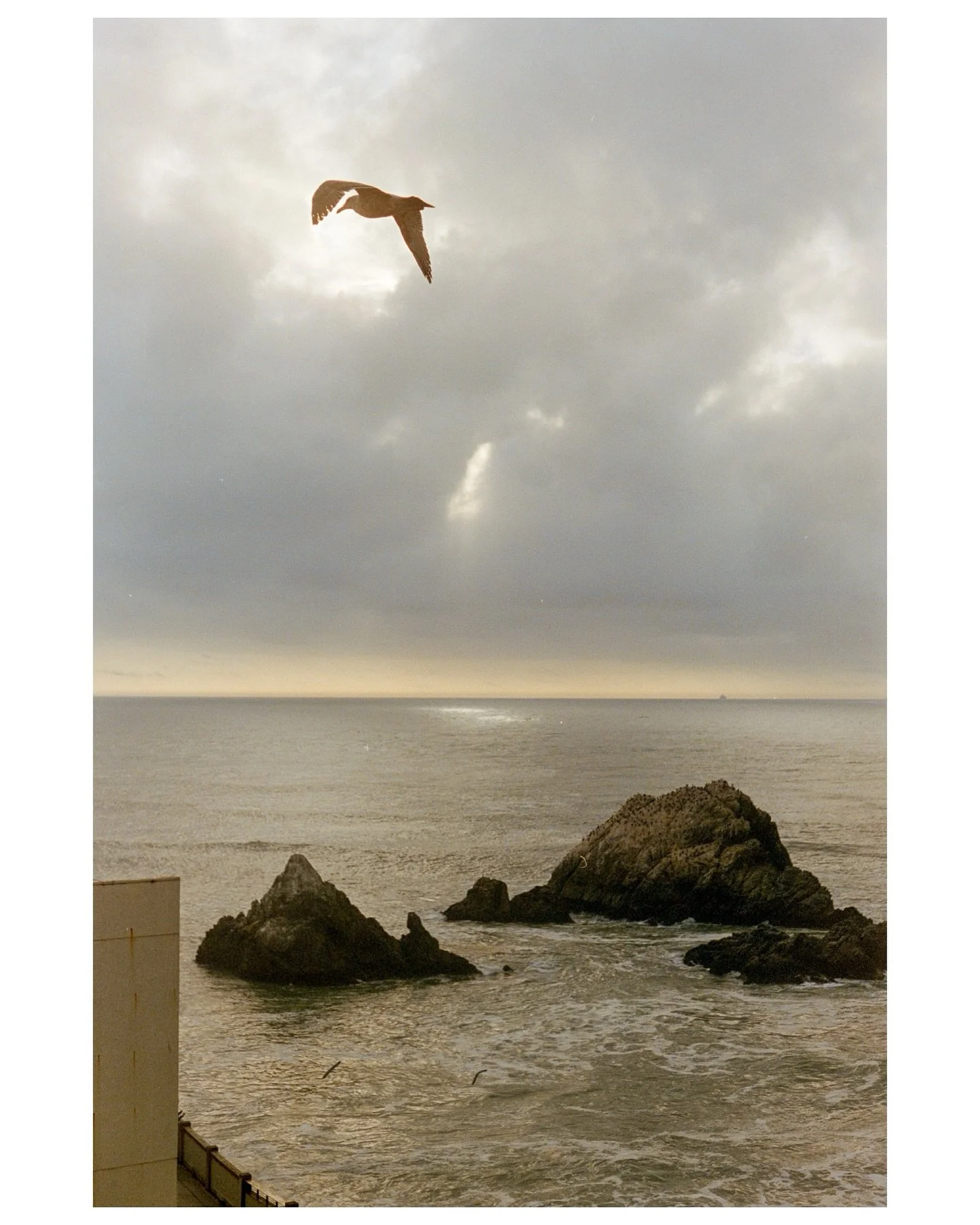 Let the light in ⛅️ 

📷: Olympus OM-1n 🎞️: Kodak Portra 400 🧪: @mirasfilmlab

#filmphotography #shotonfilm #analogphotography #sanfrancisco #oceanbeach #kodakportra400 #olympusom1n