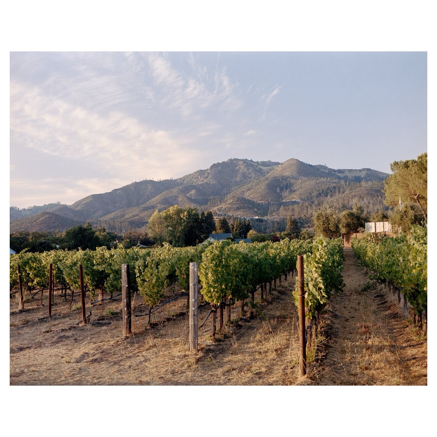 Sunset at the Vineyard | Northern California on Film

Full collection drops Dec. 4.

📷: Mamiya 7 🎞️: Kodak Portra 400 🧪: @mirasfilmlab

#filmphotography #shotonfilm #analogphotography #sonomacounty #norcal #vineyard #mamiya7 #kodakportra400