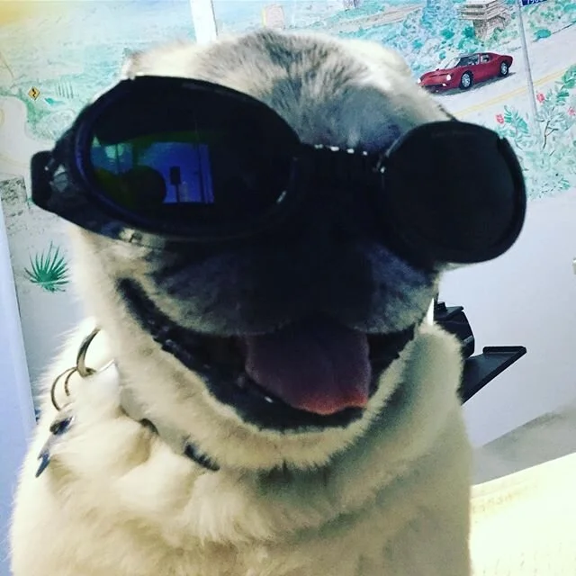 🐾🤓😎