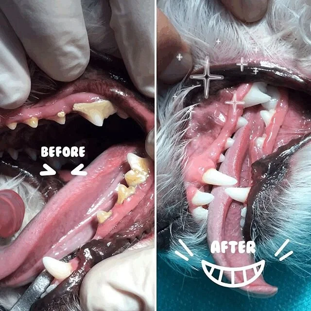 Dentist special almost expire. Follow us on Instagram and Facebook and get 25% off coupon until May 31st 2019.