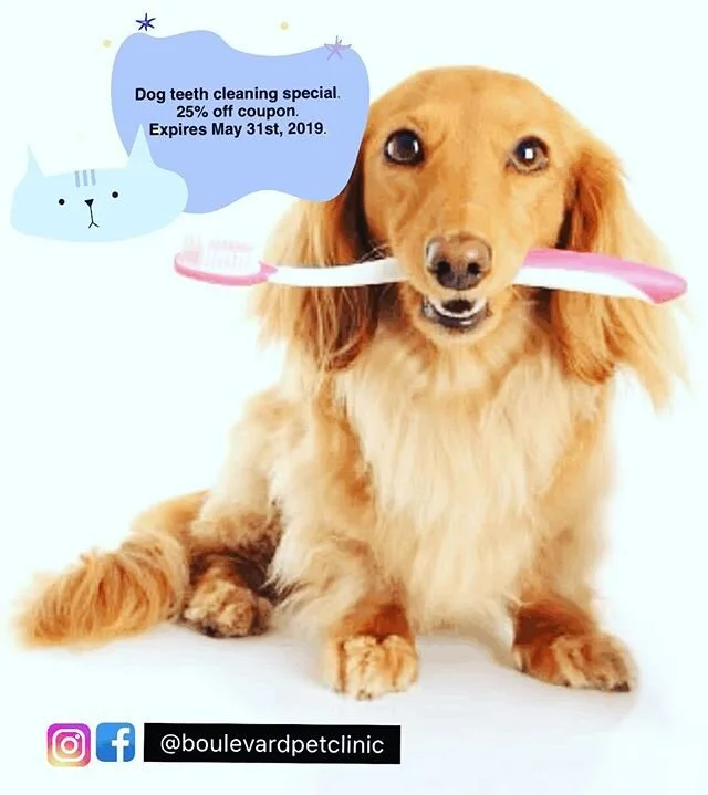 Follow us on Facebook and Instagram and get 25% off teeth cleaning.