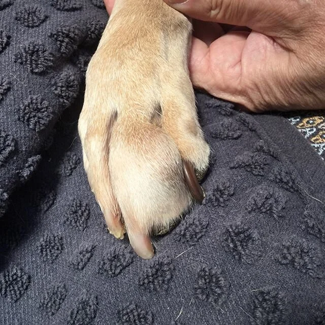 Dr.Schwartz take good care of this poor little guy.