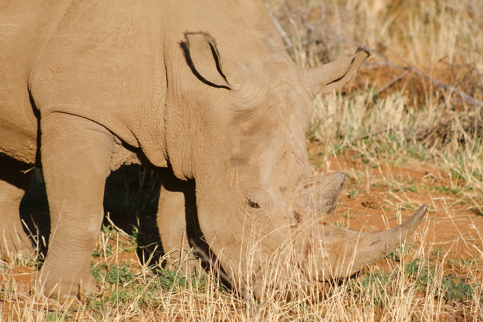 Rhino