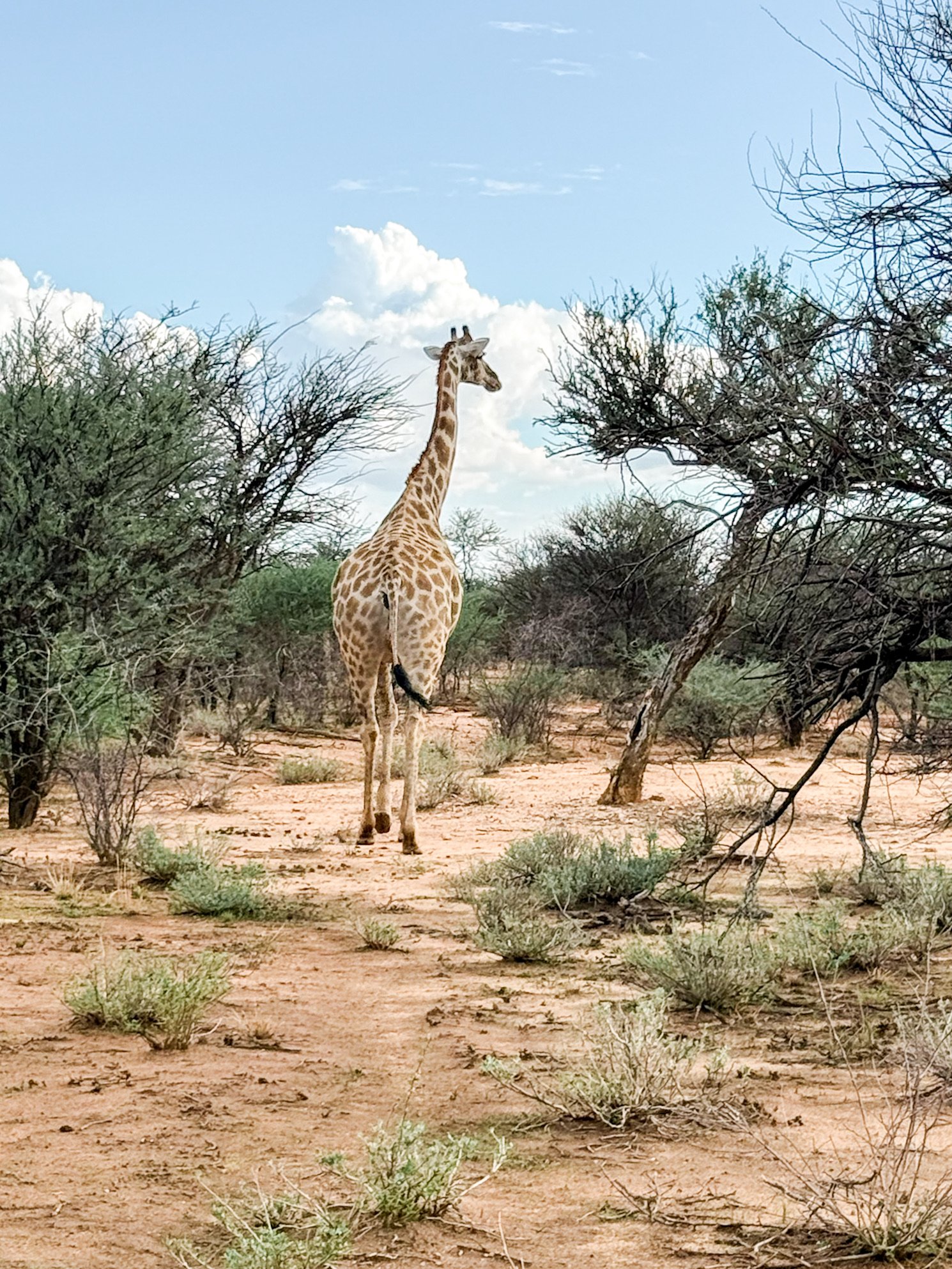 Giraffes