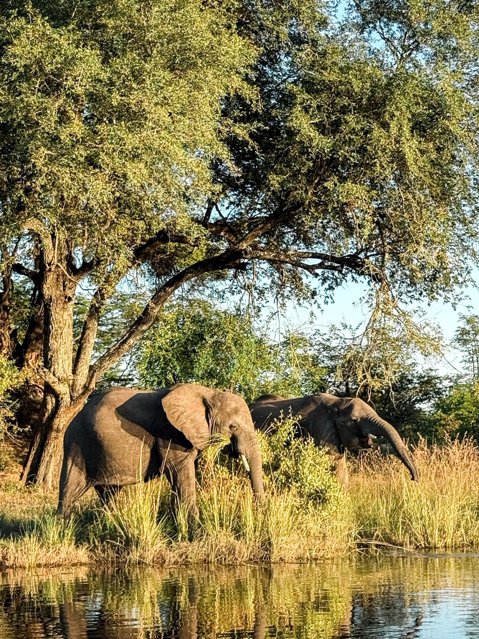 Zambia Elephants