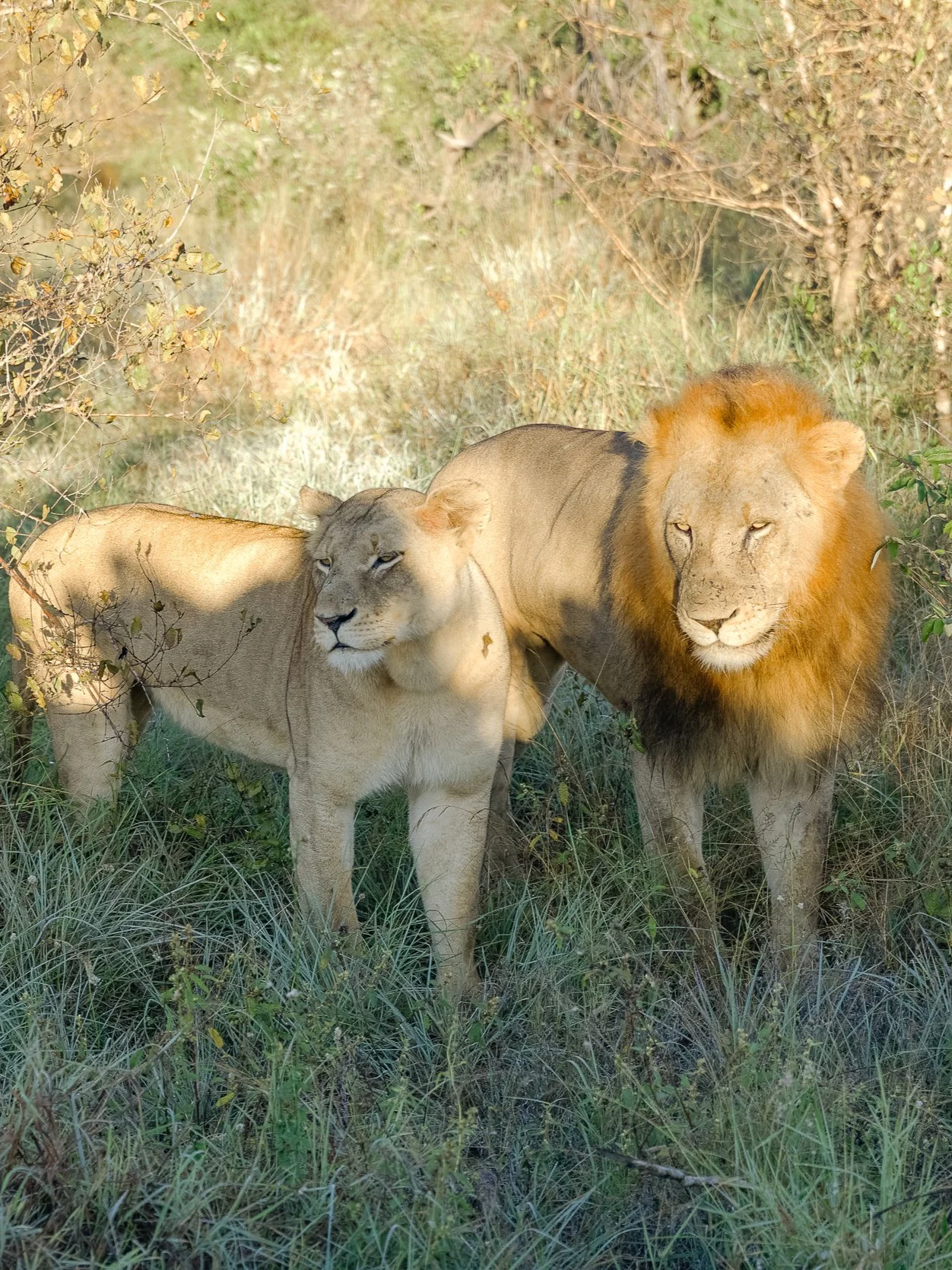 lions south africa