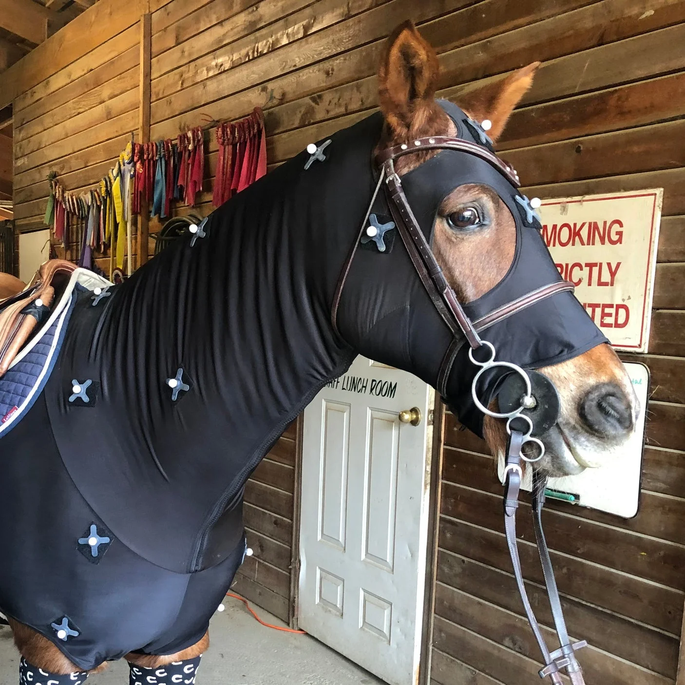 Horse.jpg