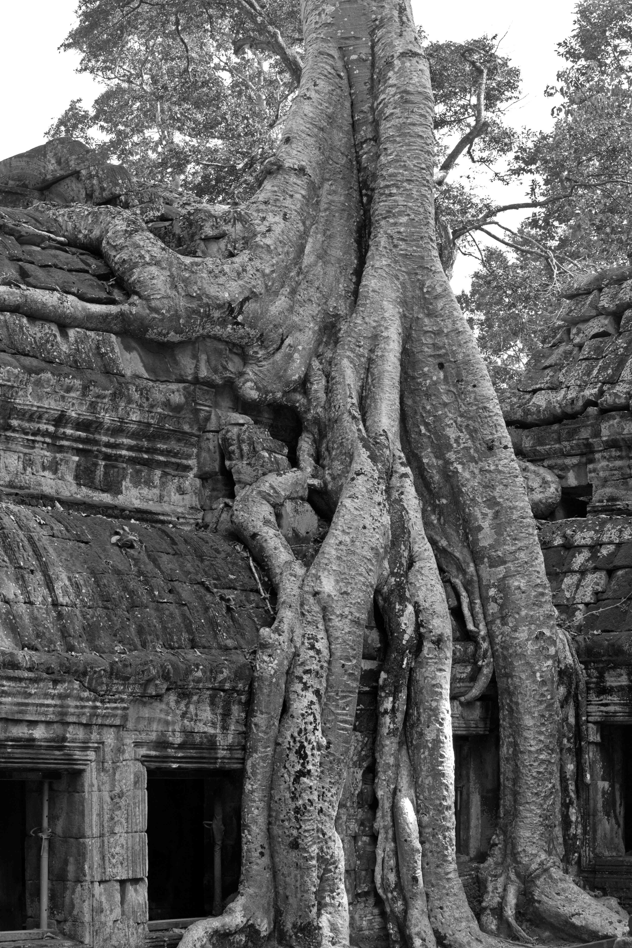 Banyan tree at Ta Prohm, a Buddhist temple built in the late-12th century/early-13th century period.