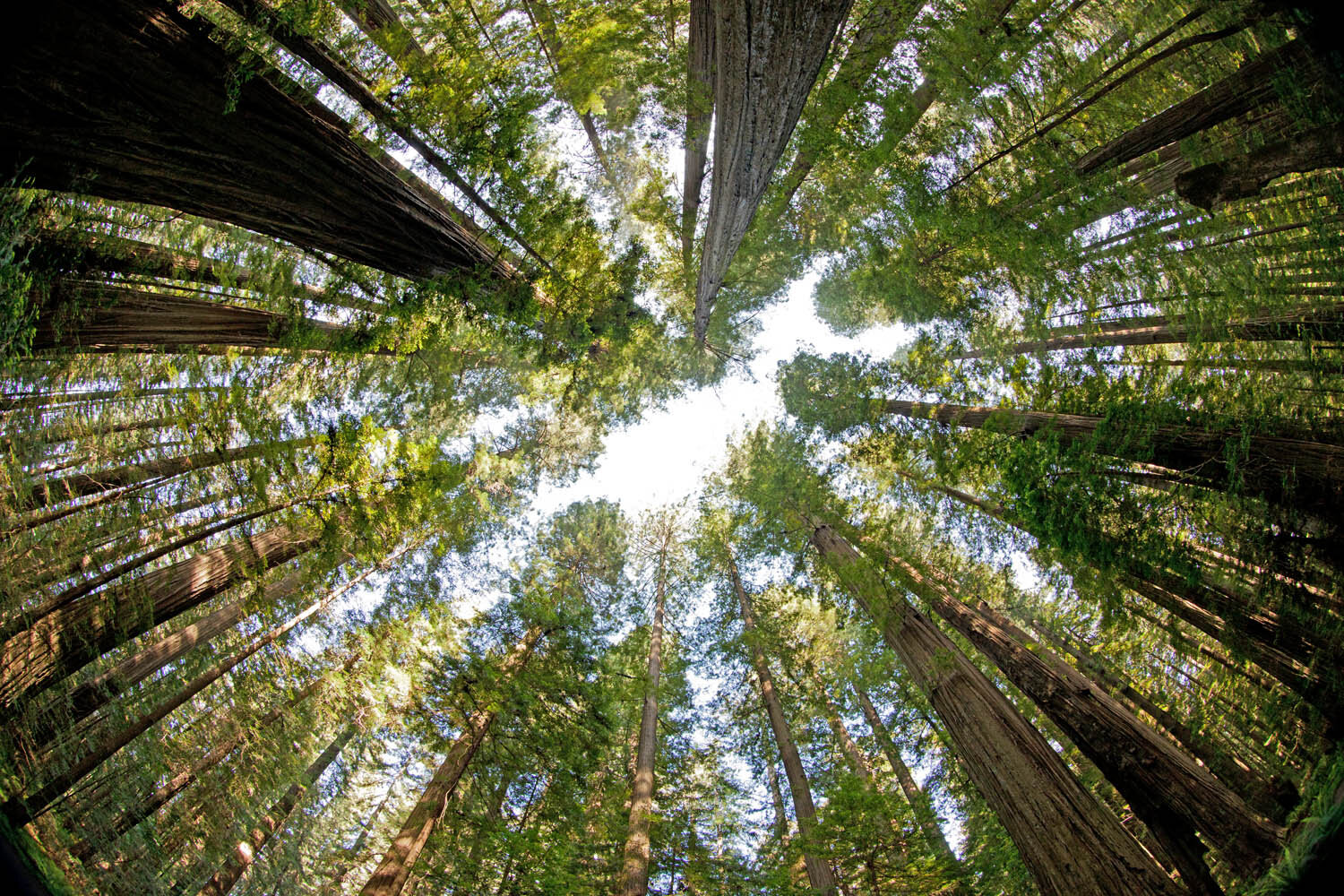 California redwoods