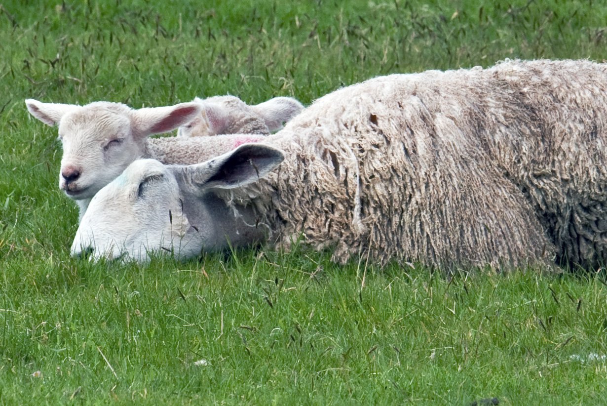 Highland sheep