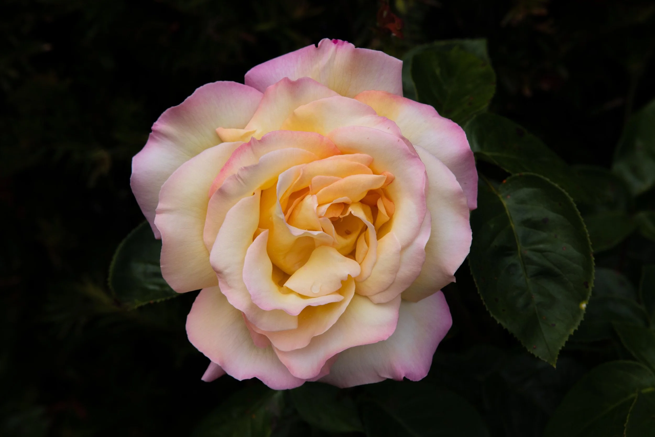 Peace rose at Delta Sensory Gardens