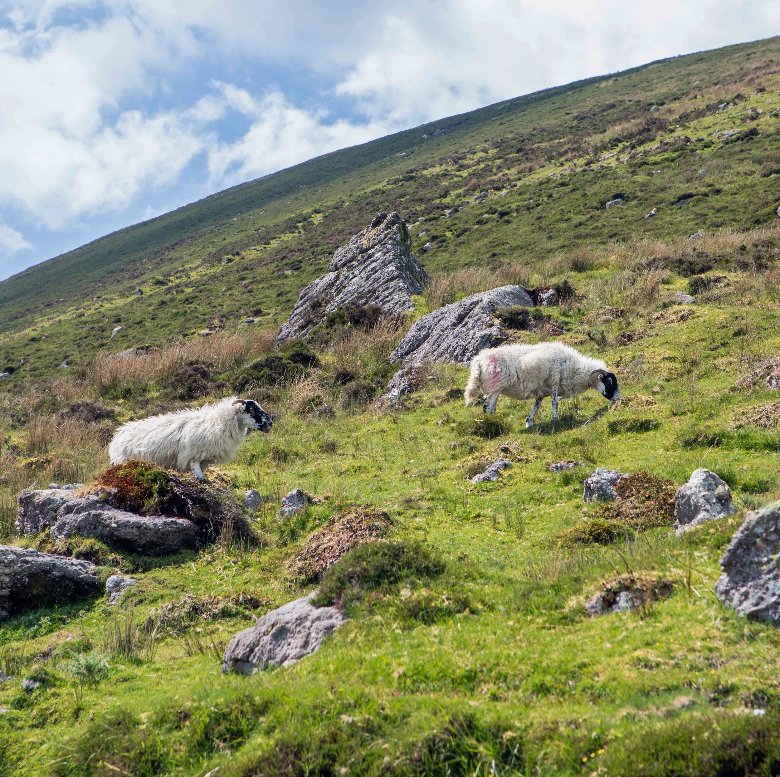 Lake Muskry Trail (County Tipperary)