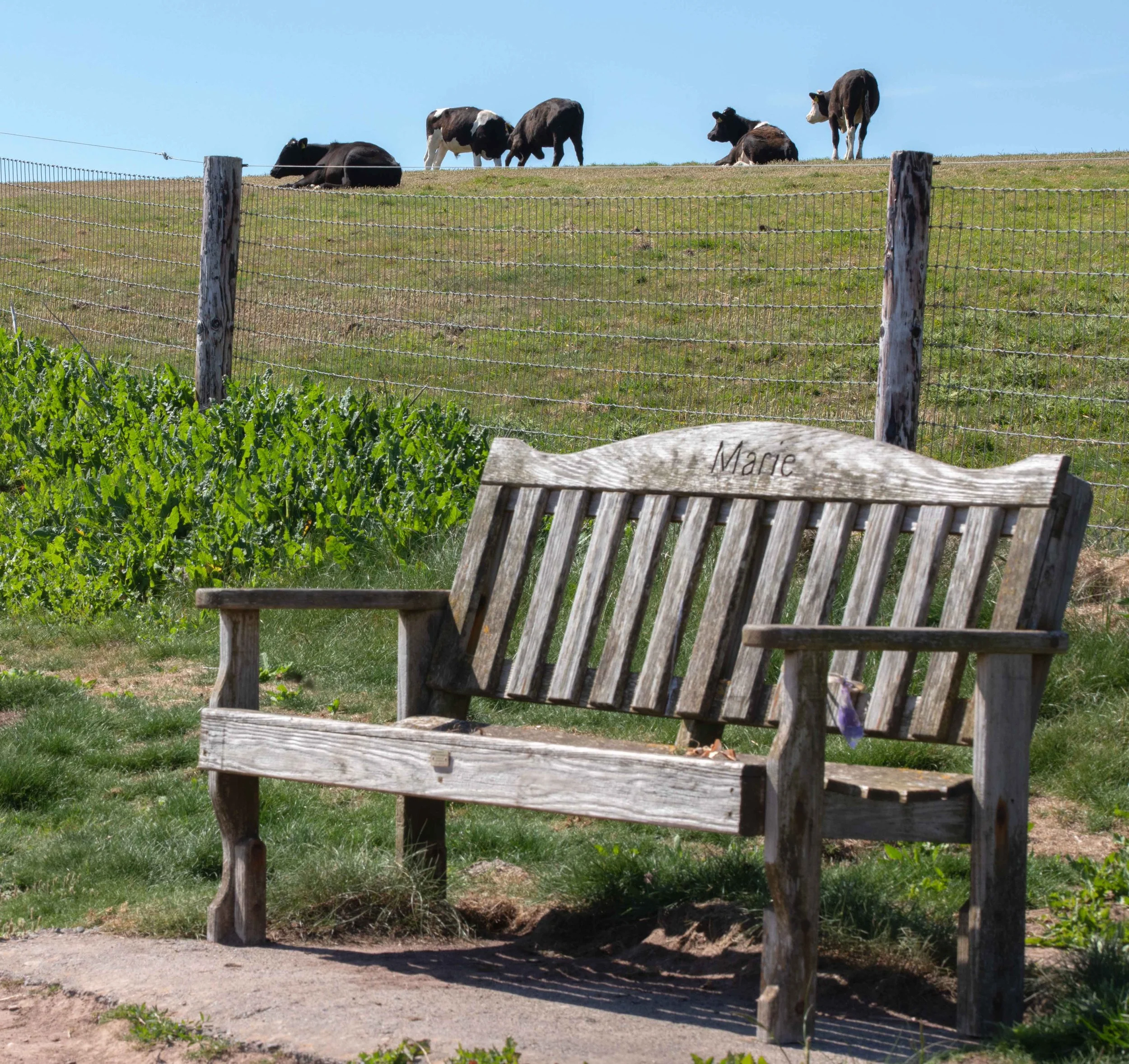 Resting bench on Dunmore East Cliff Walk (County Waterford)