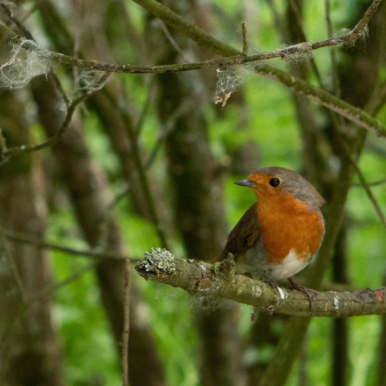 European robin (no relation to the American robin)