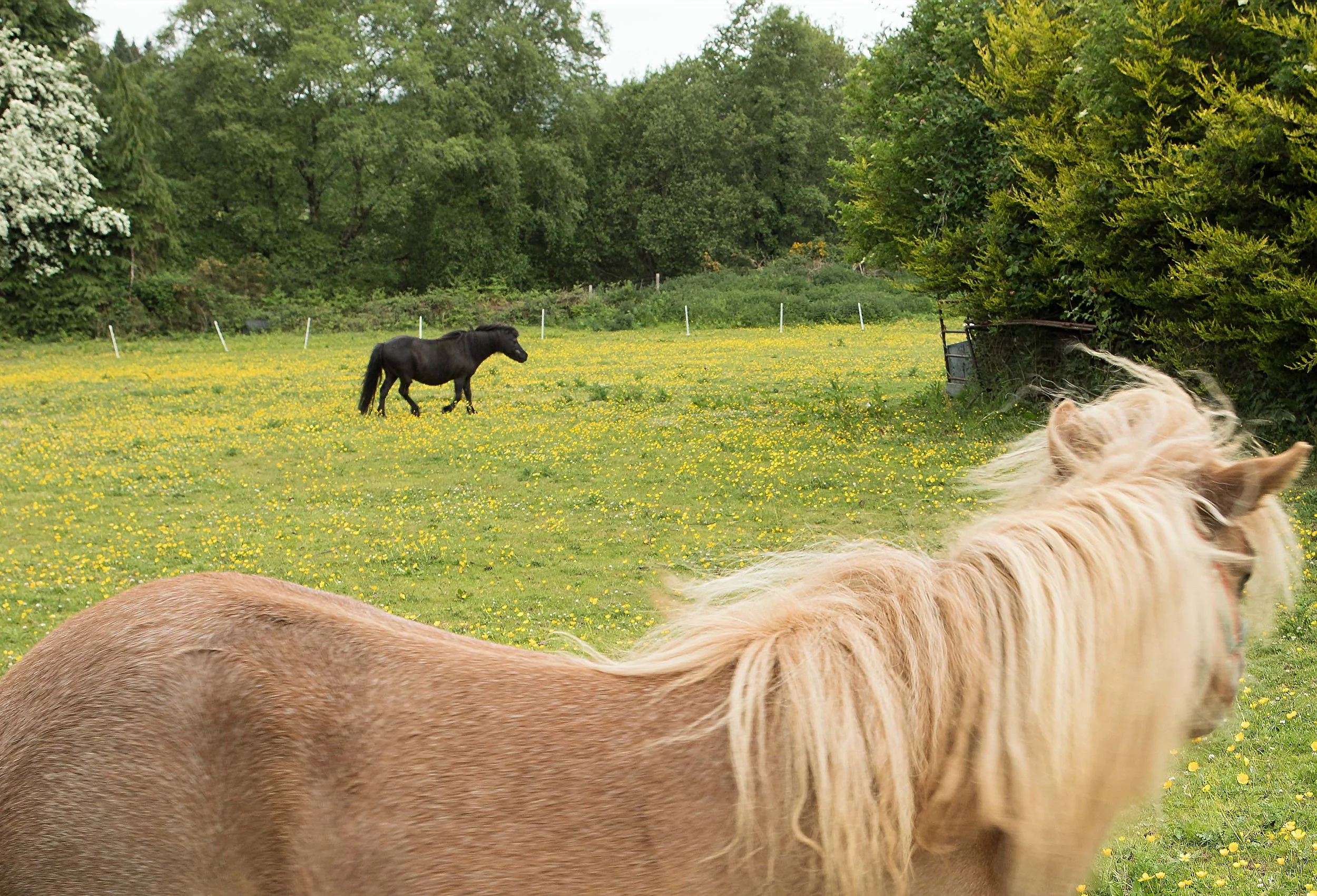 Horses in Annamoe (County Wicklow)