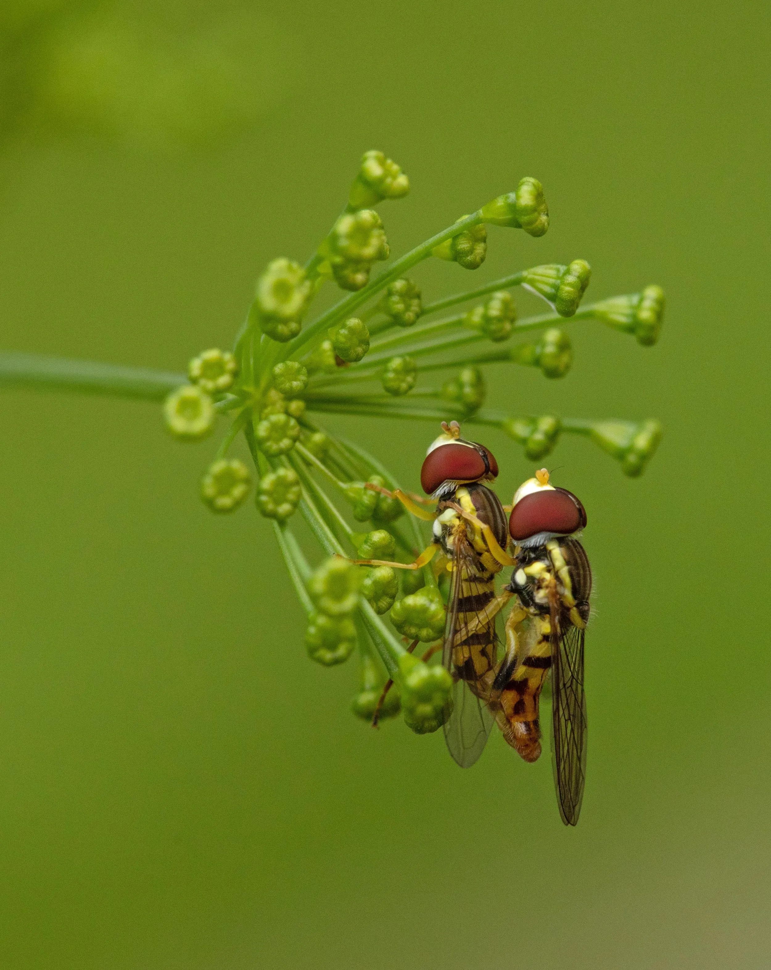 Mosquitoes having sex on dill flower head