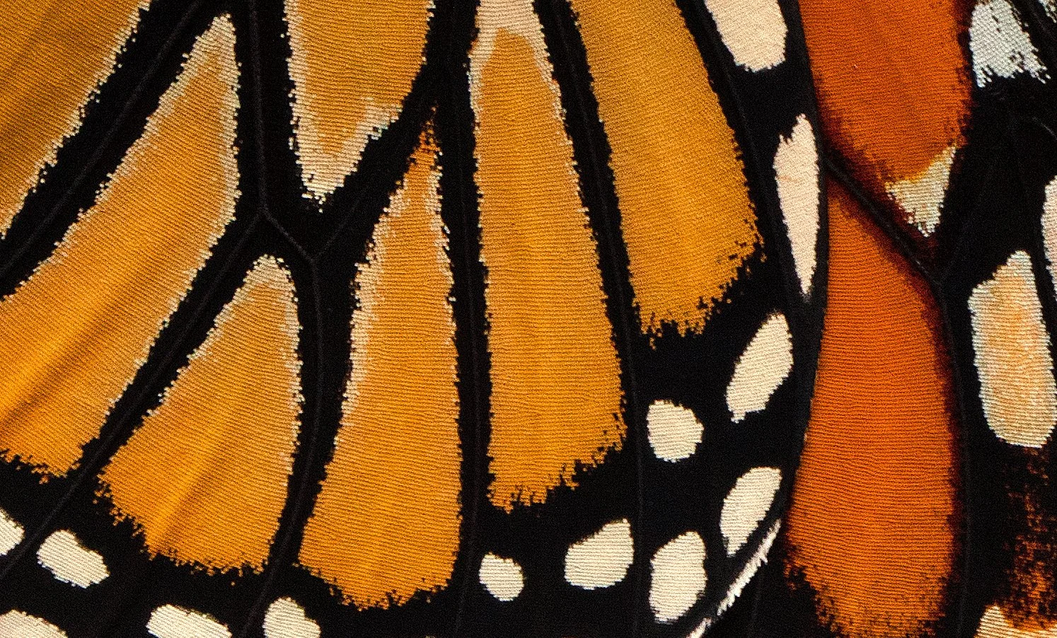  Monarch butterfly wings 