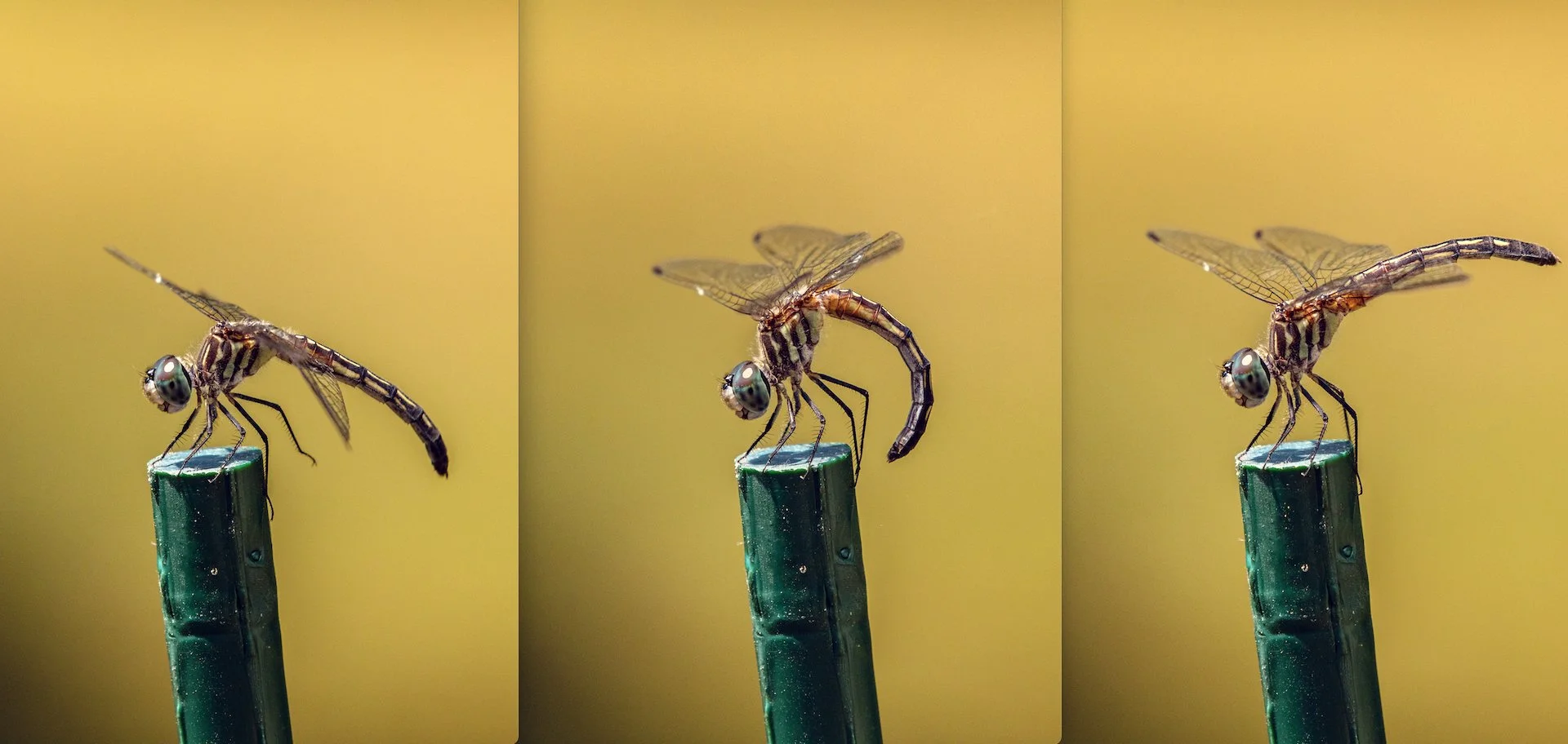  Darner dragonfly calisthenics 