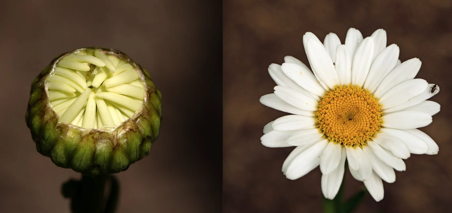  Shasta daisy (pre- and post-bloom) 