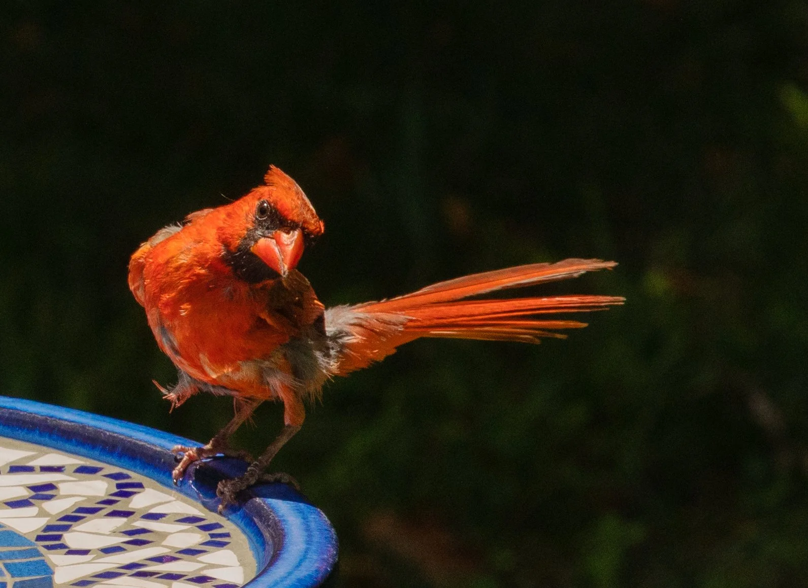 Northern cardinal 